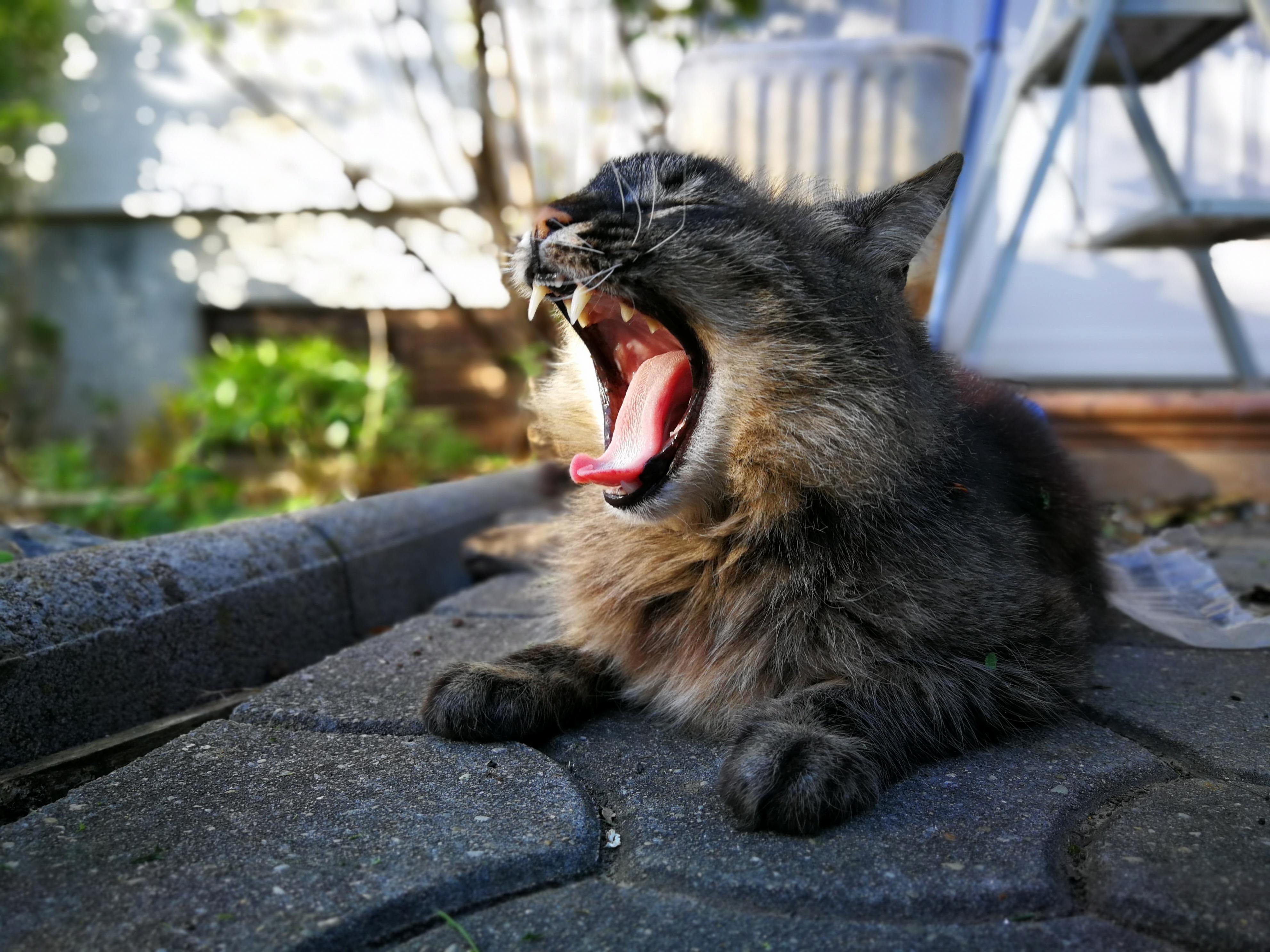 Dont Tell Her Shes Not a Tiger