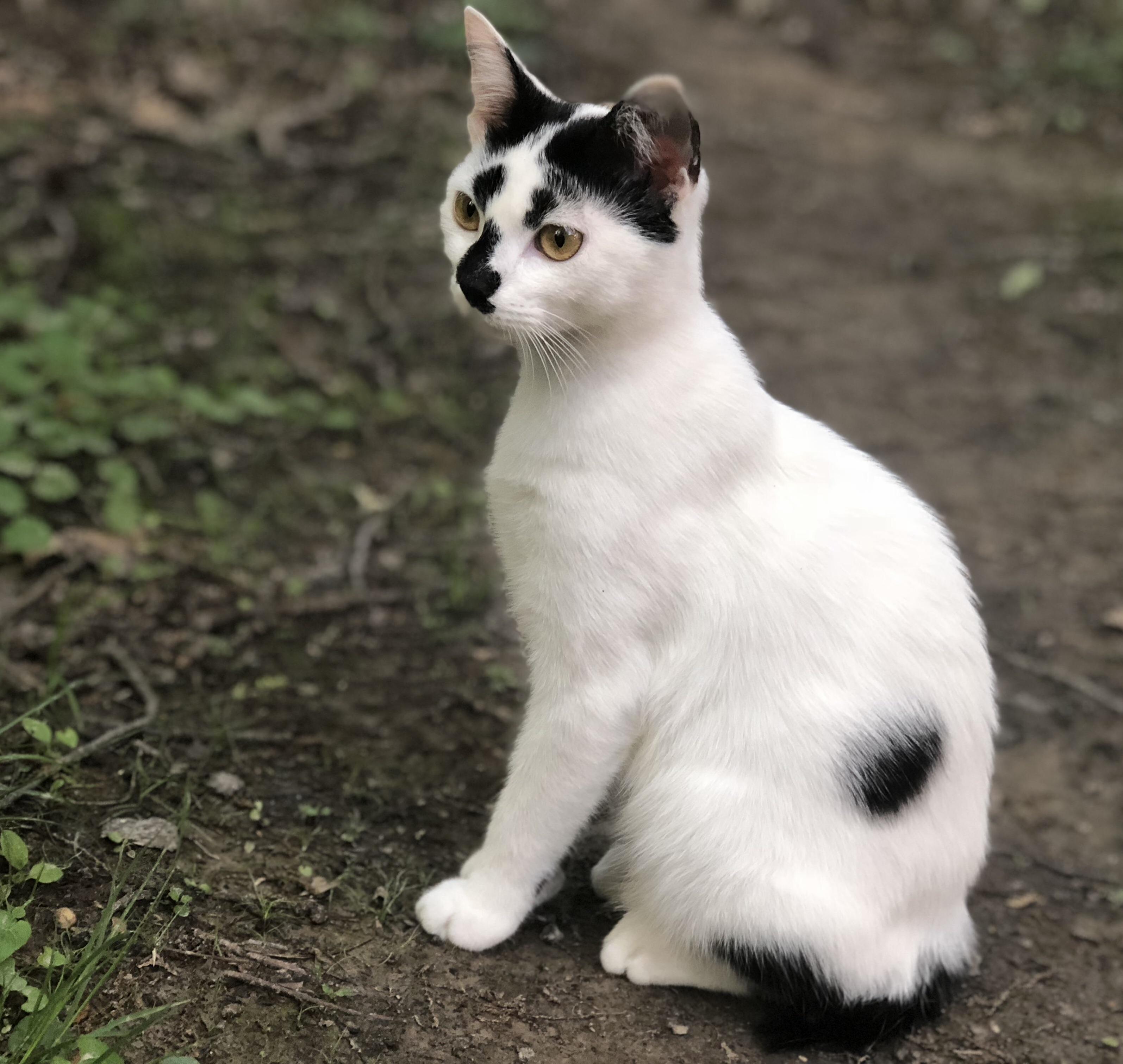 Dumpster Kitten Is 5 Months Old
