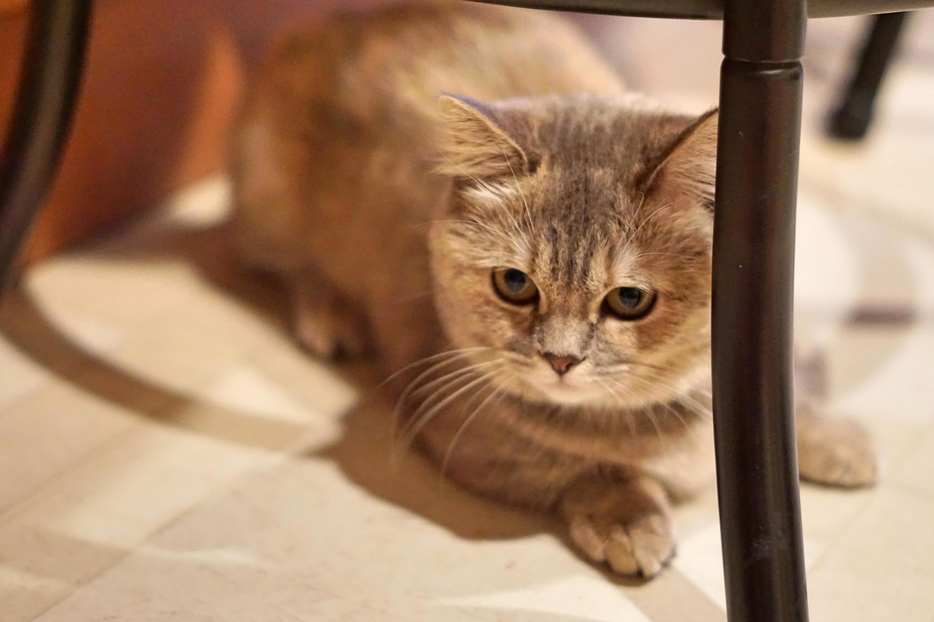 Ember Is on the Prowl