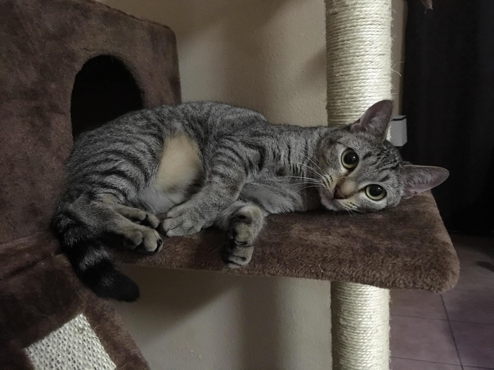 Enjoying Her New Cat Tree