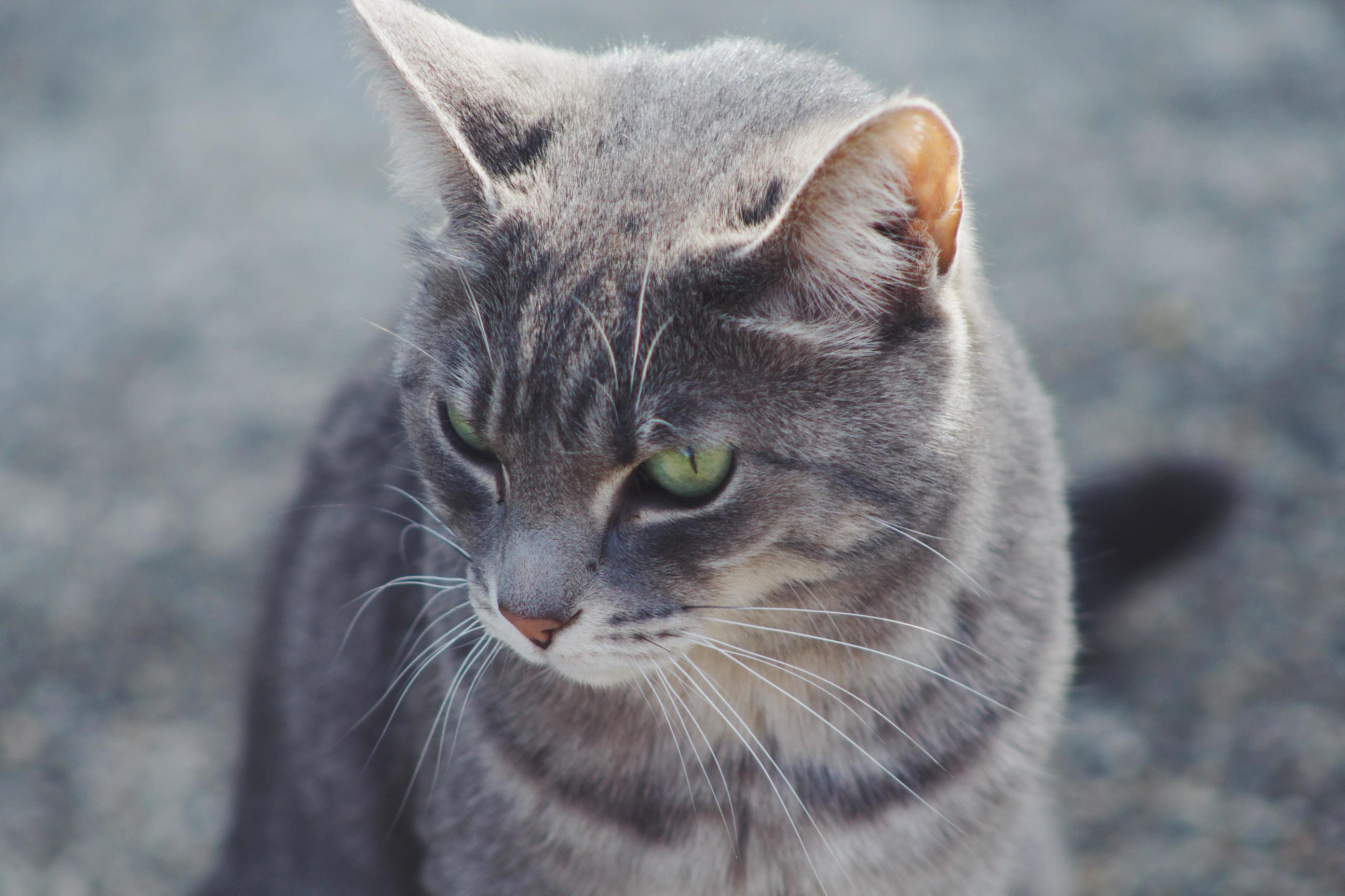 Everyone Meet Leelee. I Have Never Had an All Grey Cat Before. Love the Way Her Green Eyes Contrast Against Her Fur!