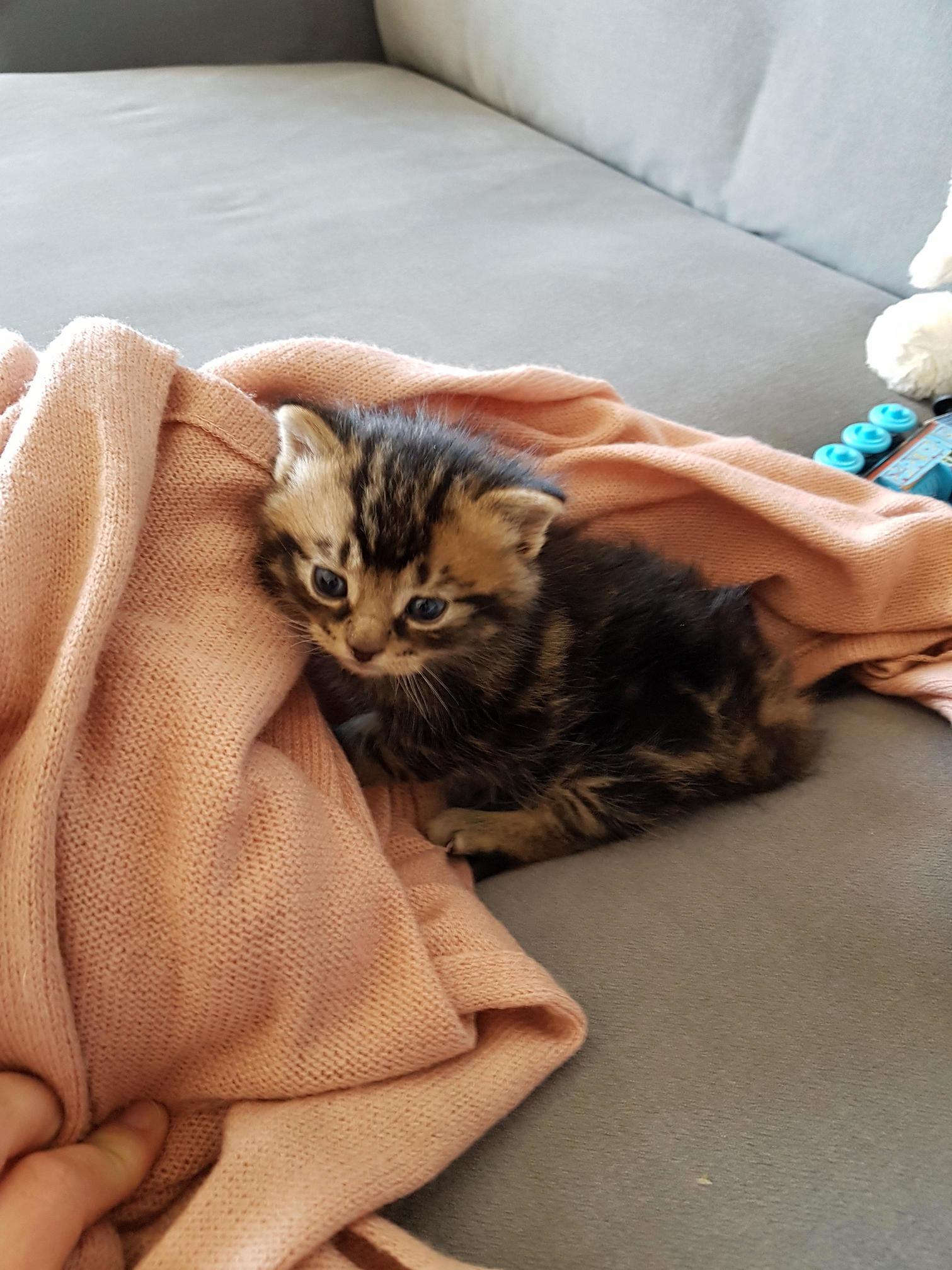 Everyone, Meet Zakk!