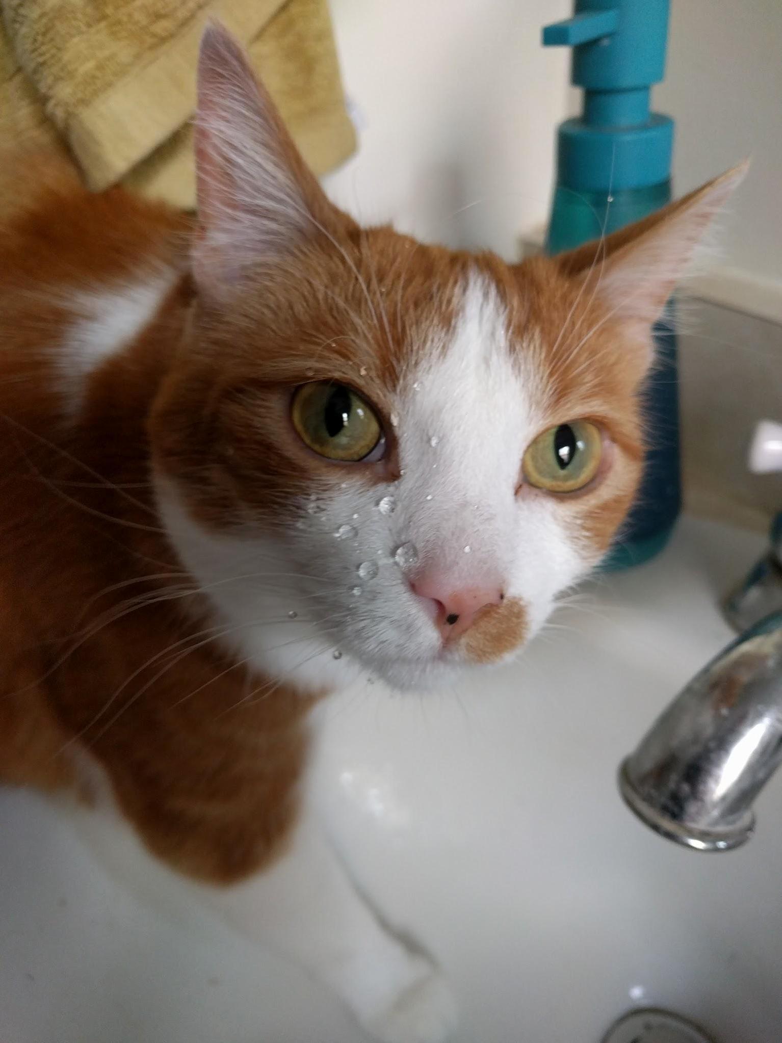 Excuse Me Hooman, Do I Have Something on My Face