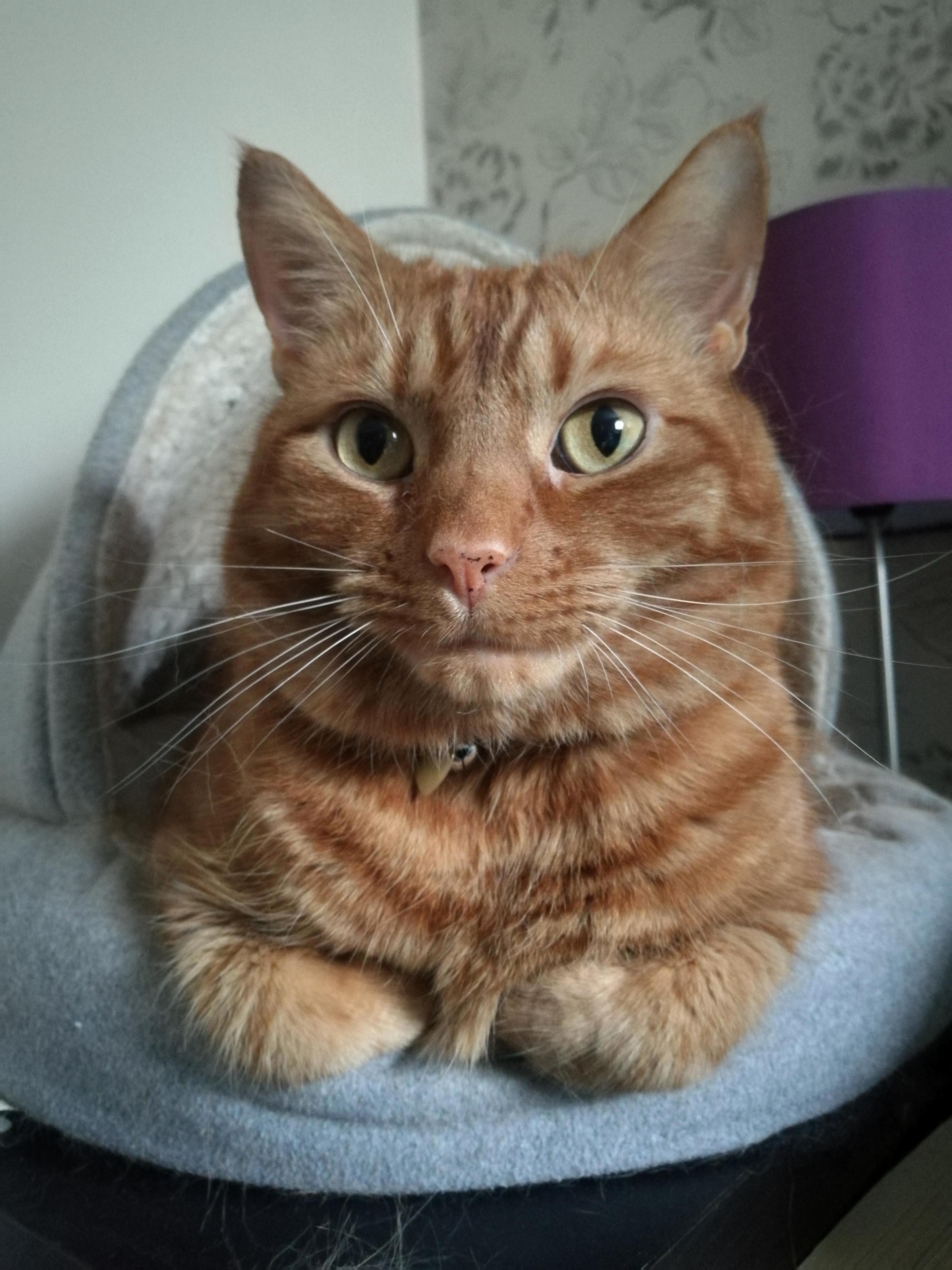 Finally, a Half Decent Portrait of My Big Kitty