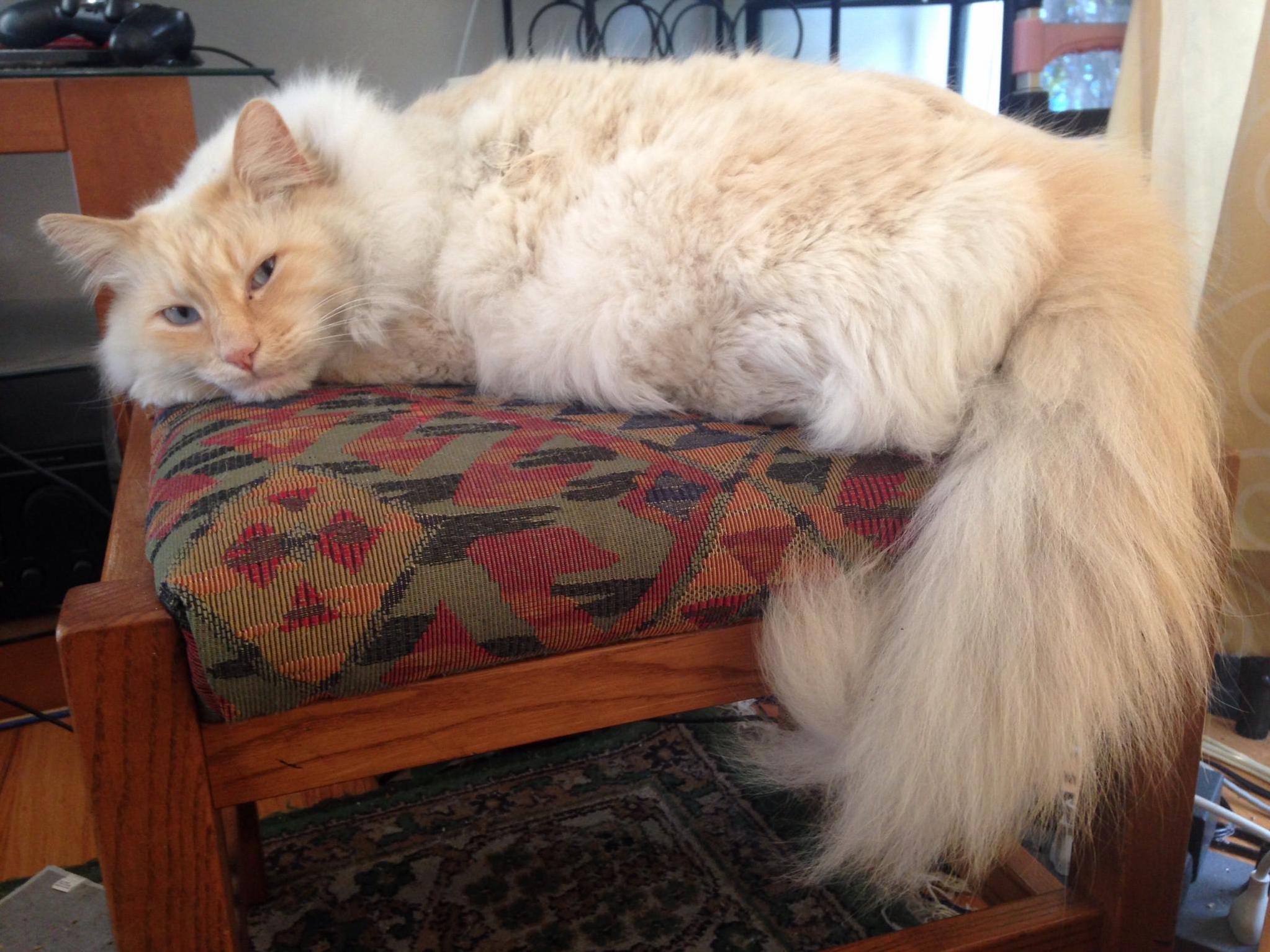 Floofanetics