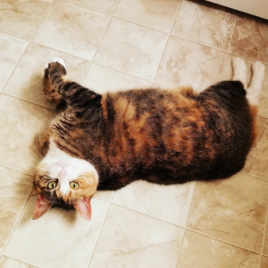 Flopped