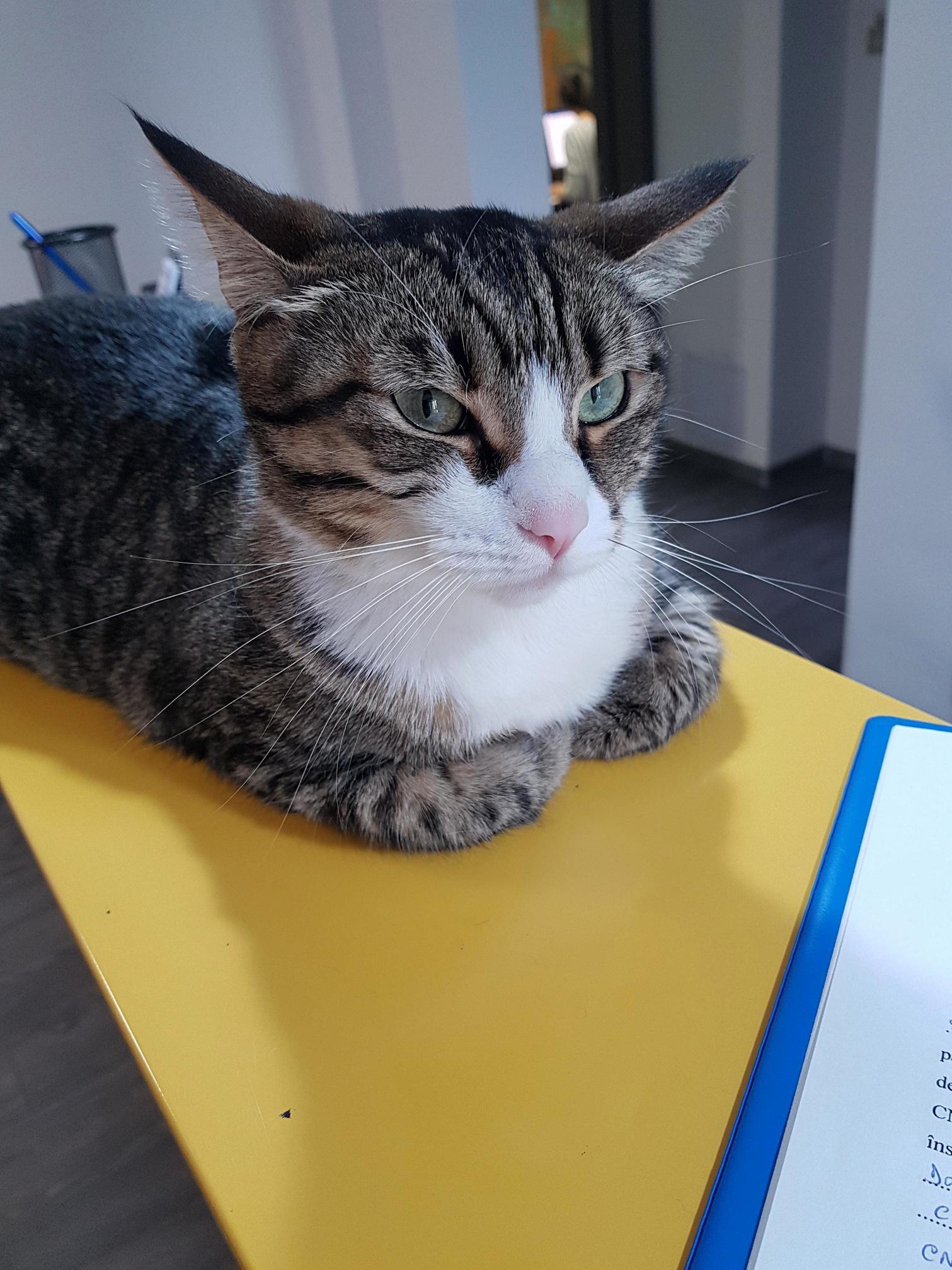 Found This Beautiful Girl at My Local Notary Office. Her Name Is Kenya