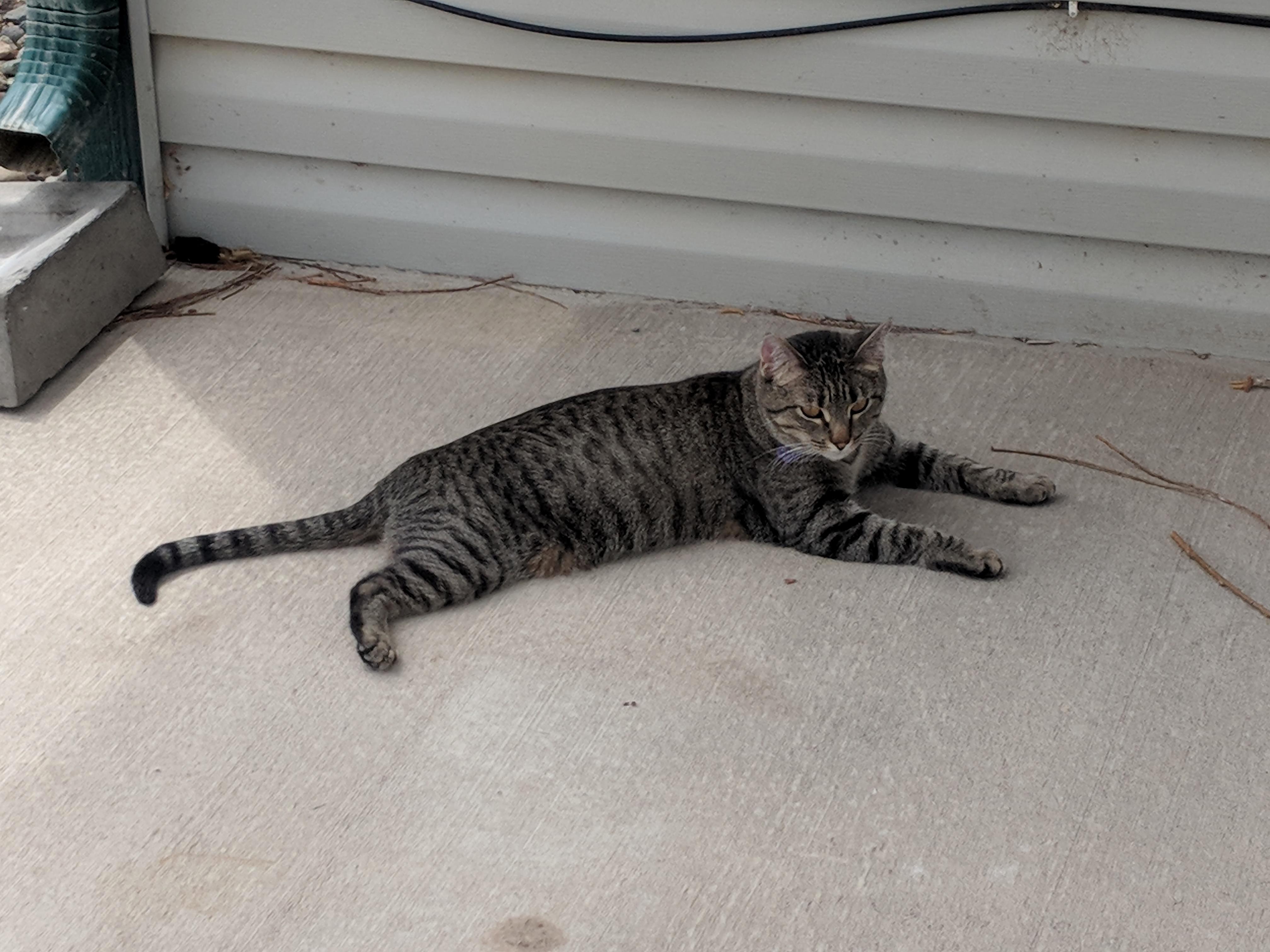 Furry Thermometer Says Its Warming Up Outside.