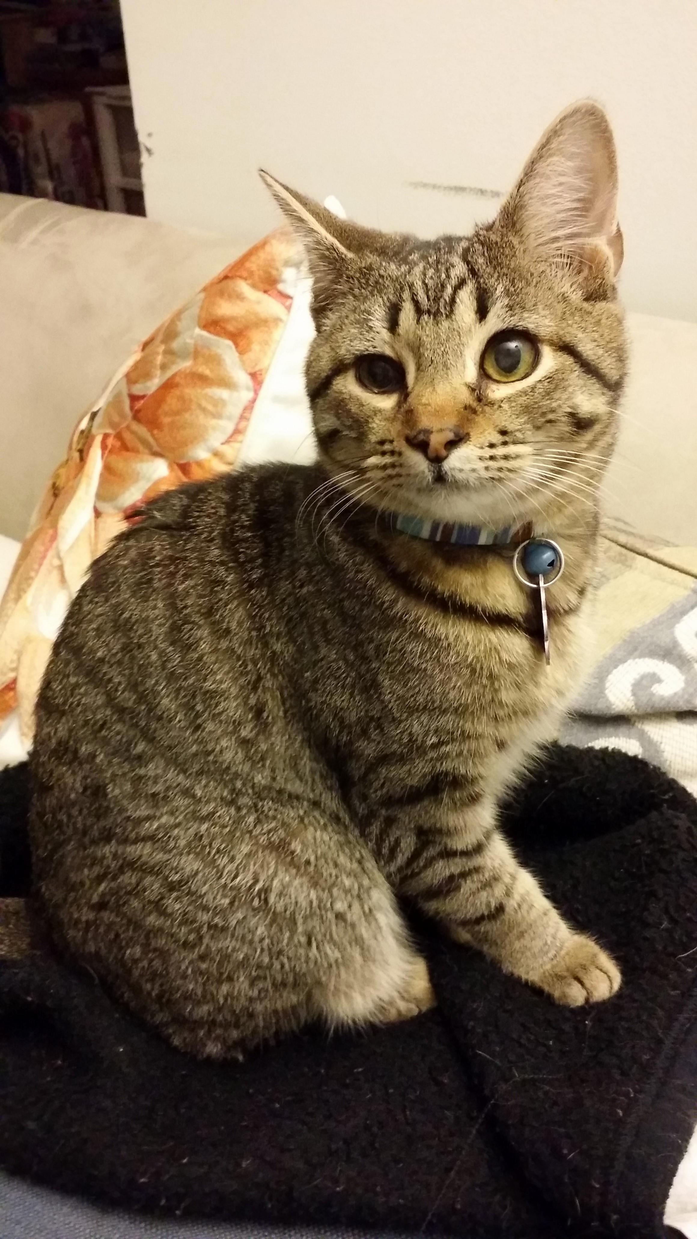 Going Thru Old Photos, Found This One of Jake About a Month After We Adopted Him. Hes About 7 Months Old Here and Was So Small.