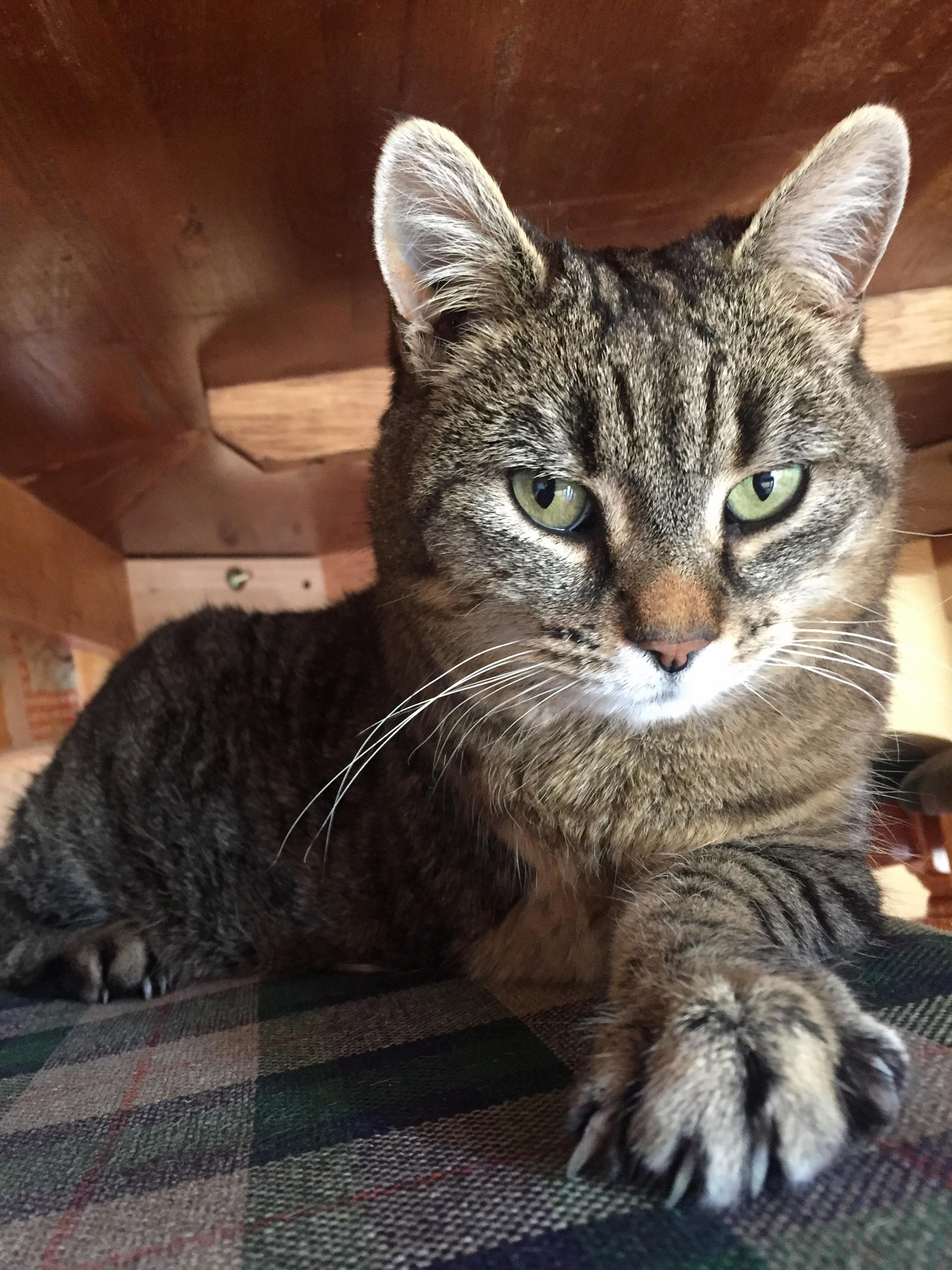 Got Her As a Kitten 10 Years Ago. Lost a Front Leg 4 Years Ago. Used to Have a Problem with Her Nose Which Made Her a Very Loud Breather. Everyone Meet Snuffs.