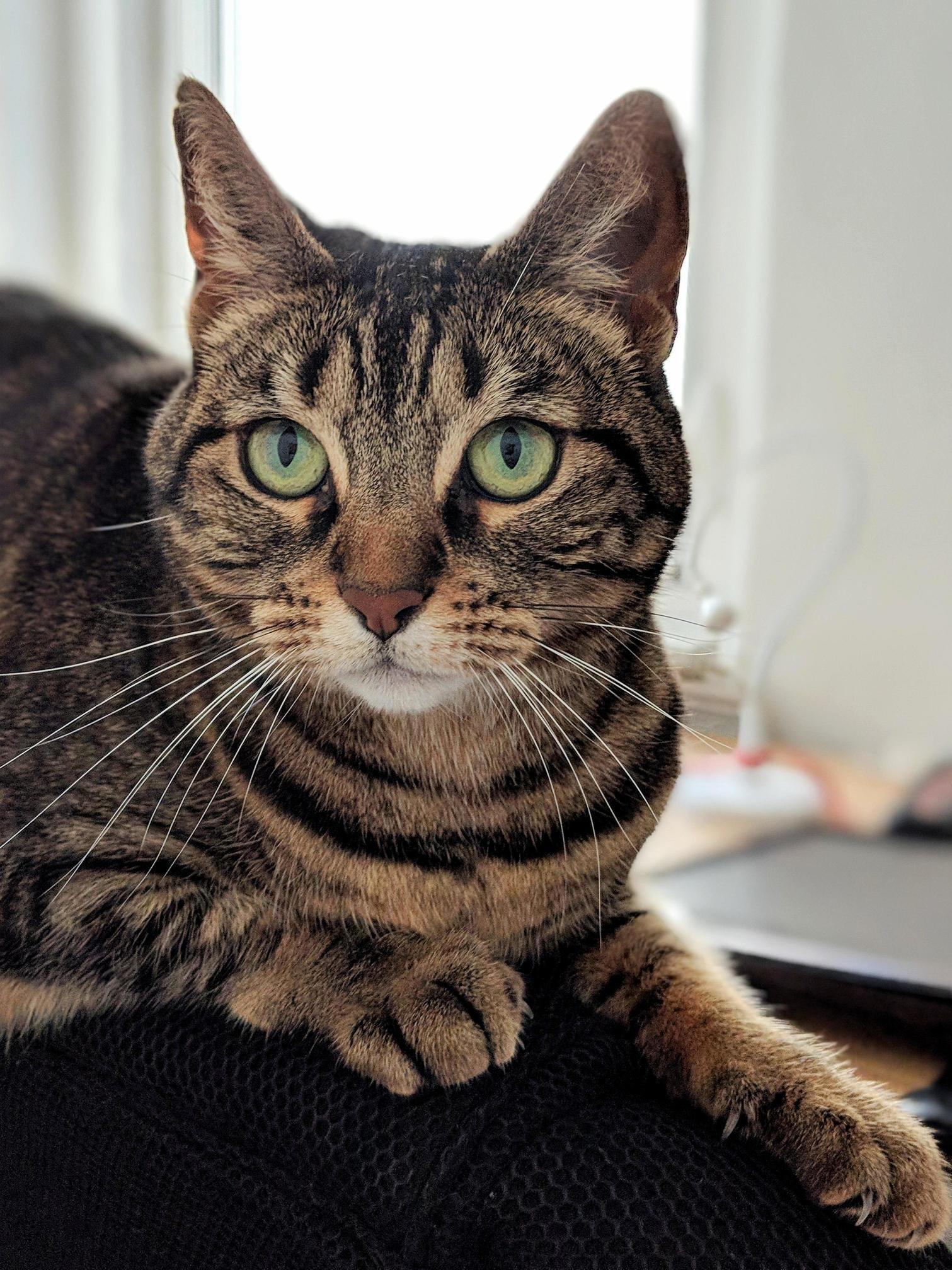 Green Eyed Tabby
