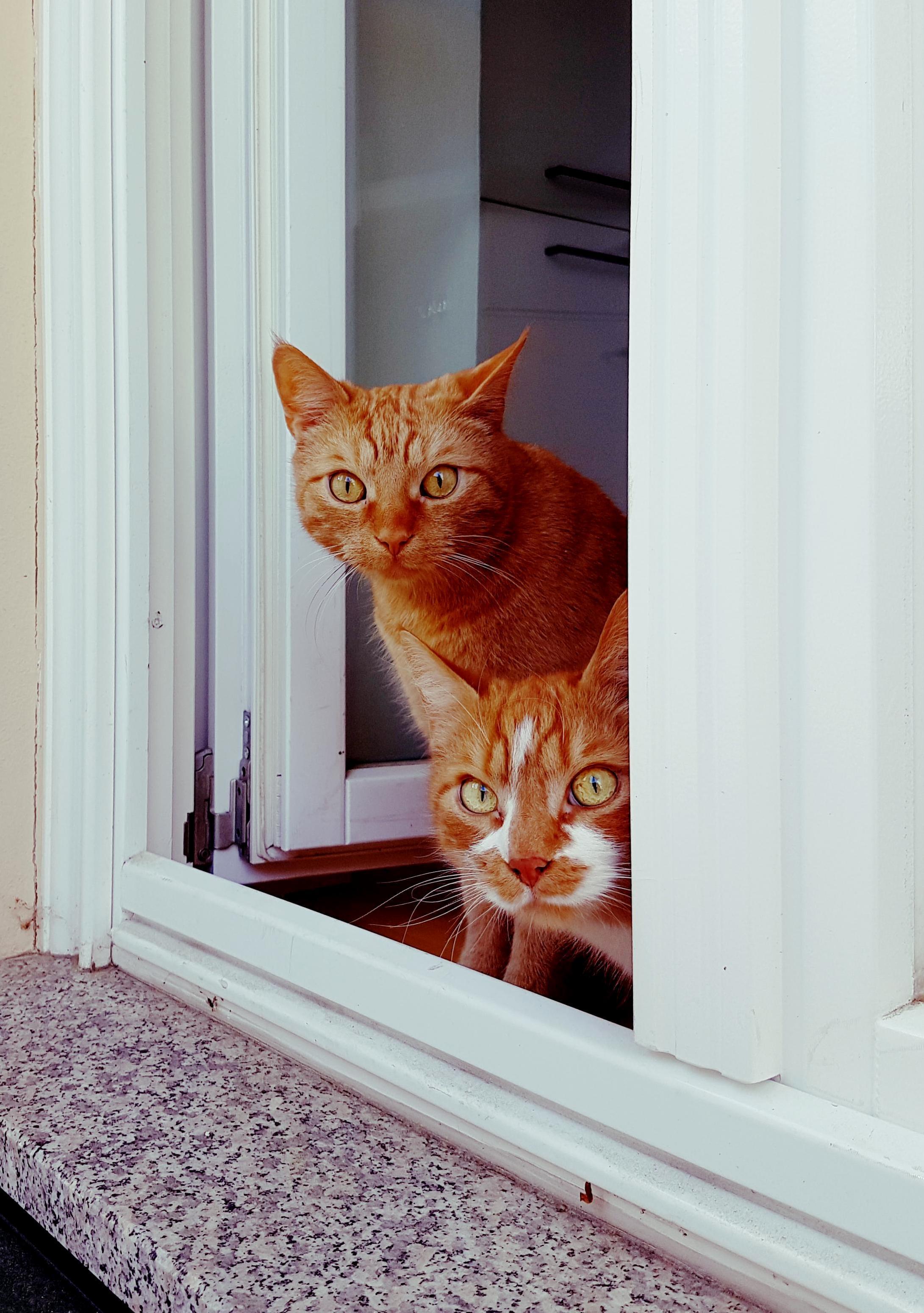 Guaca (Bottom) and Mole (Top). Total Cowards Alone, but Together Theyre Masters of Mischief.
