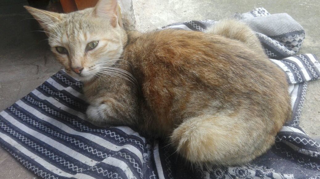 Guys... This Is Gambi...