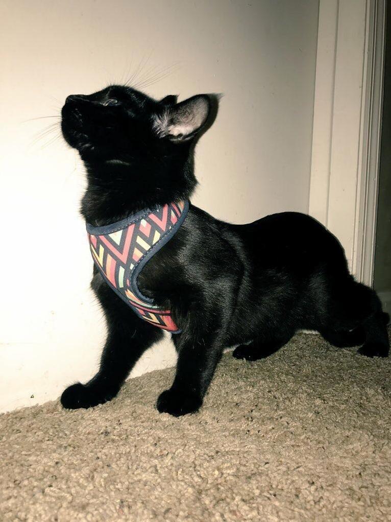 Gypsy Say Look Mom! My Harness Finally Fits Me!