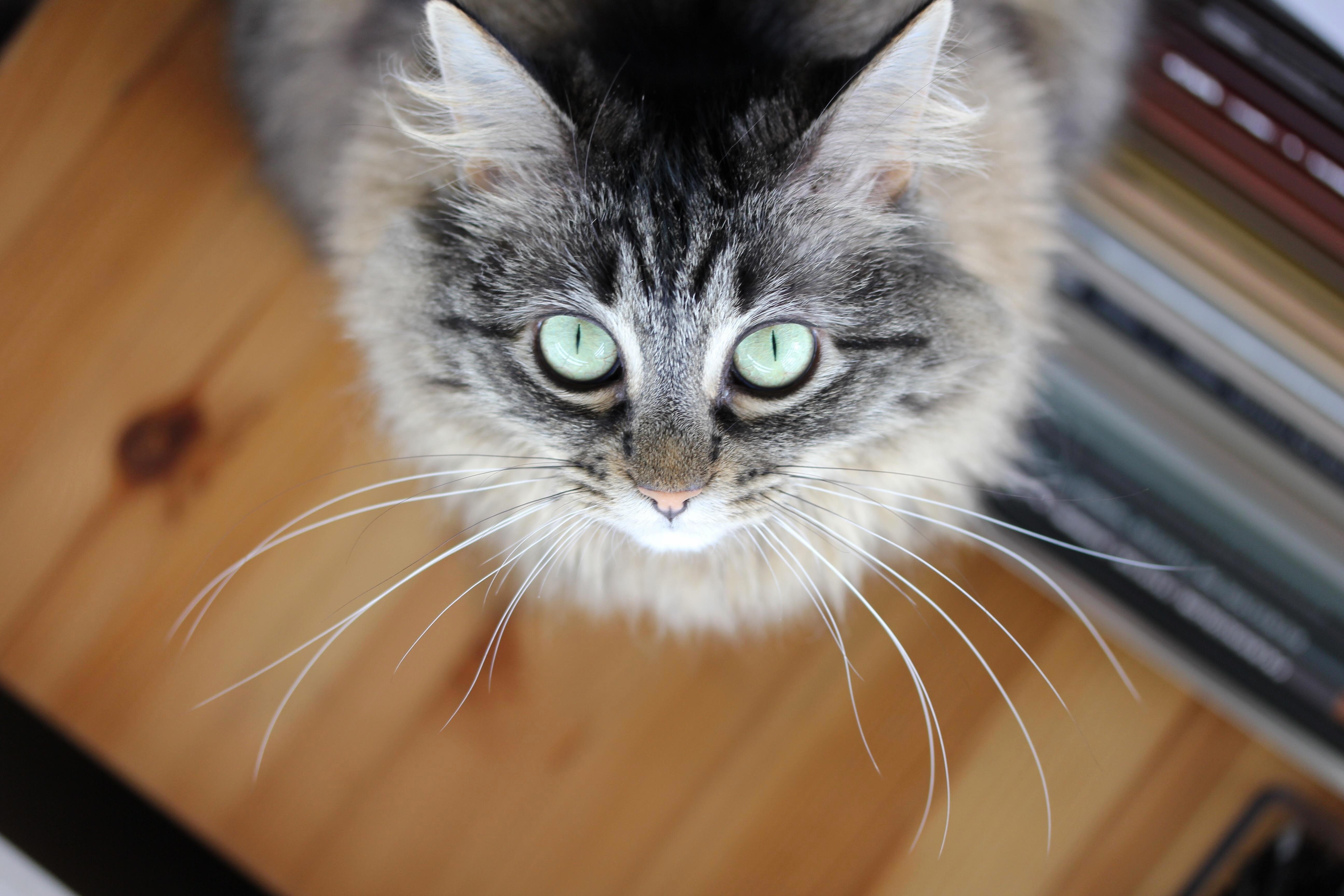 Had a Little Photoshoot with Taco!