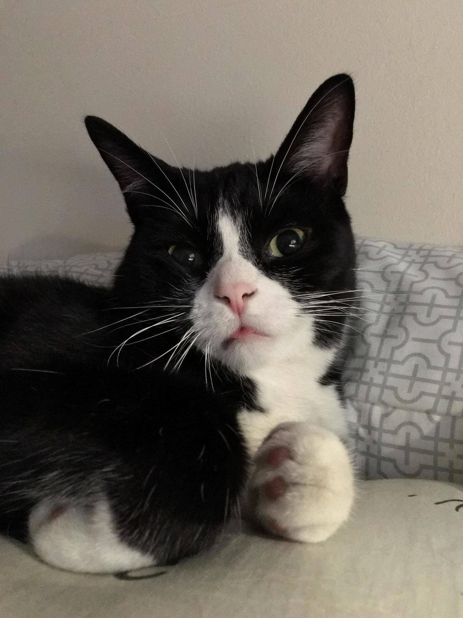Half-loaf Derp with a Small Blep