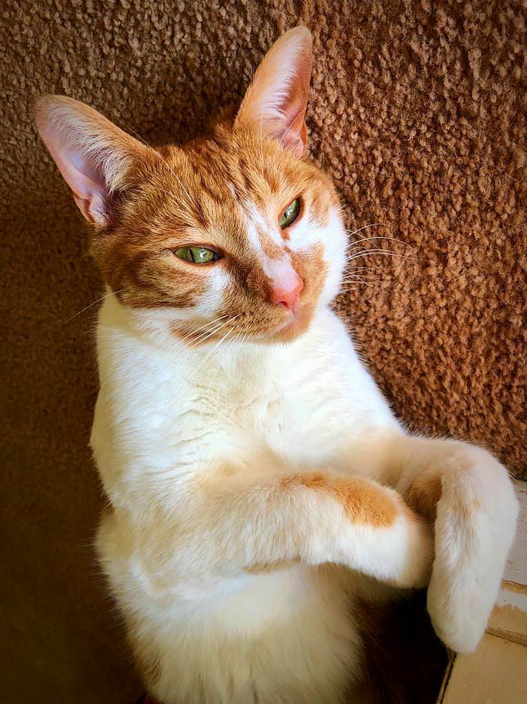 Handsome Little