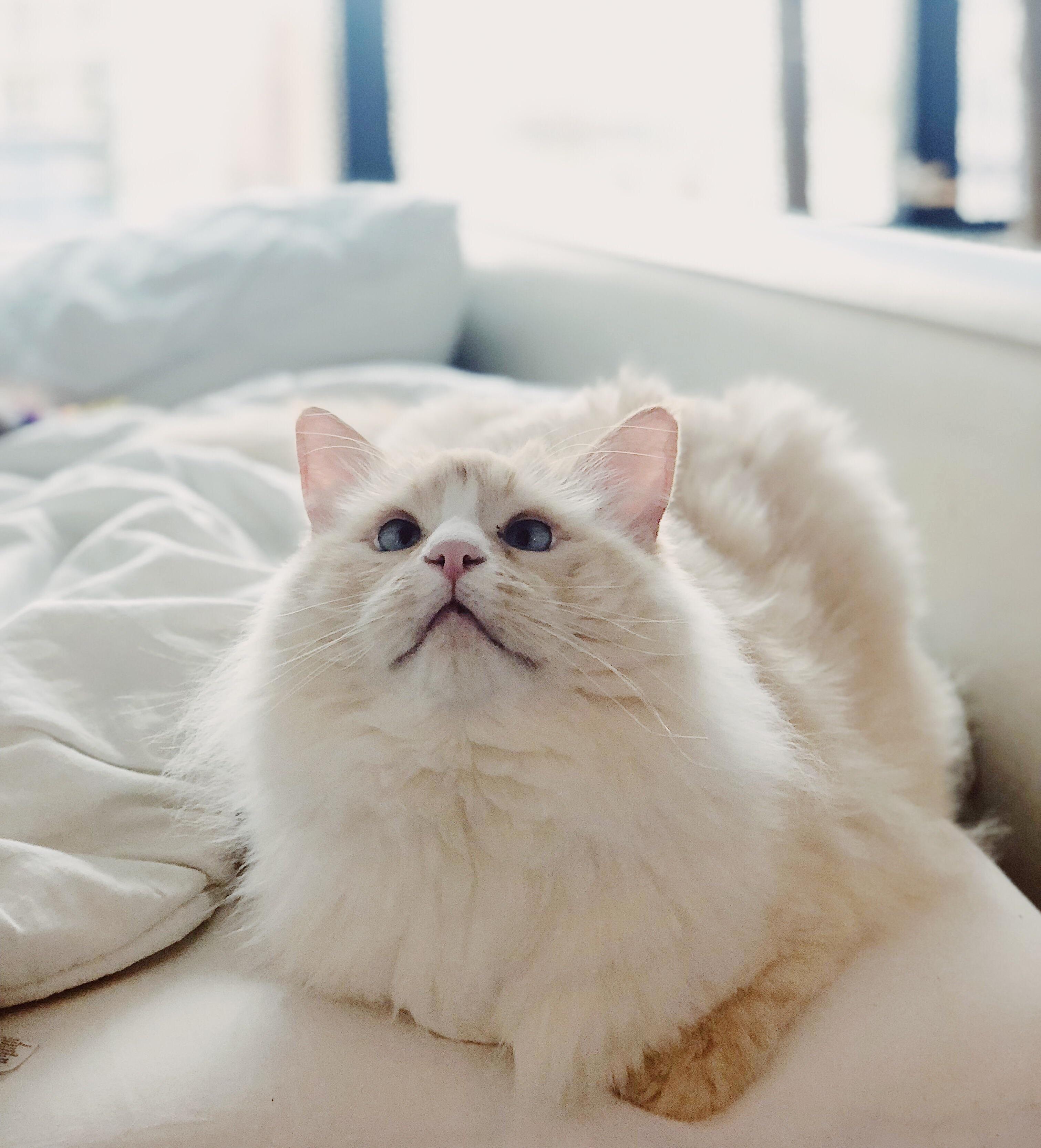 Have You Ever Seen a More Crossed Eyed Kitty!