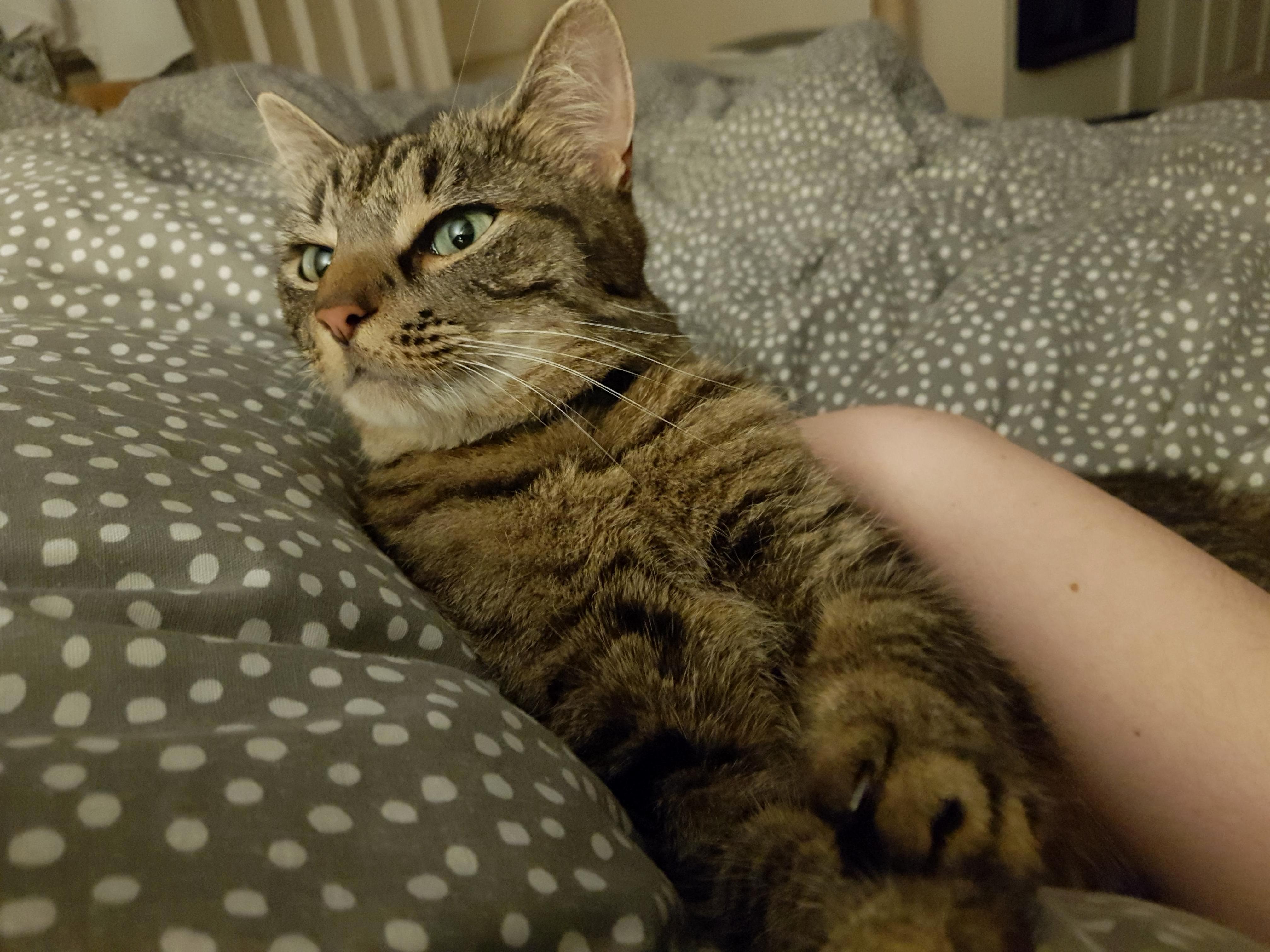 Having Some Bed Time Snuggles with Misty Moo