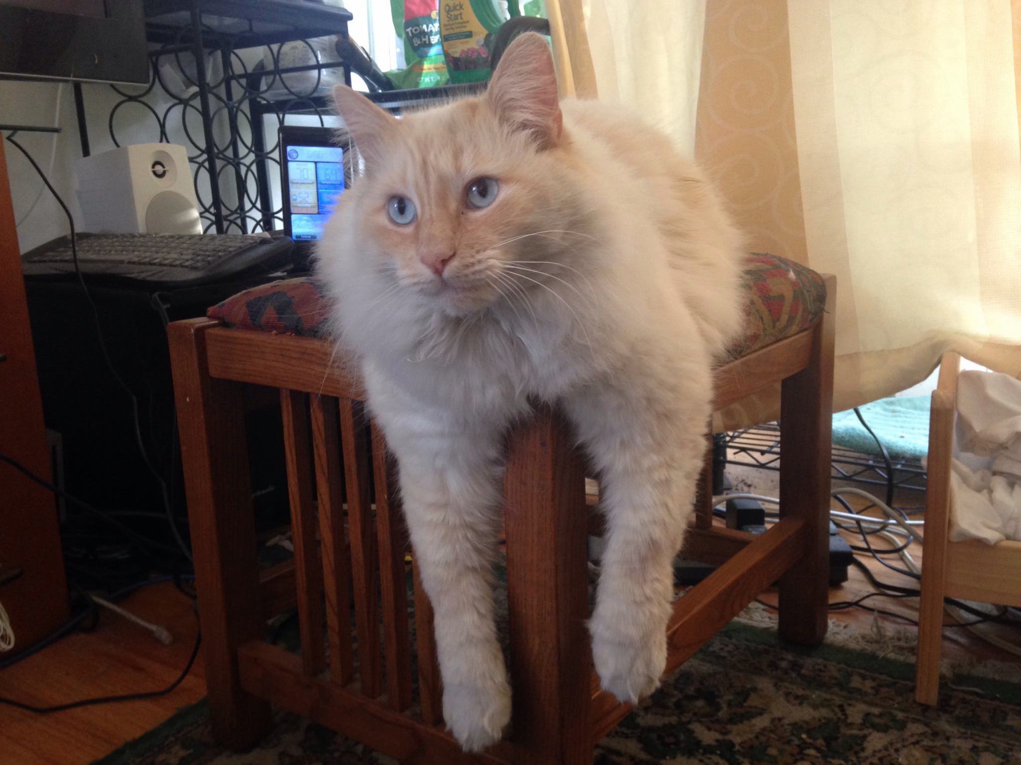 He Has the Zoomies - Dont Touch the Floof.
