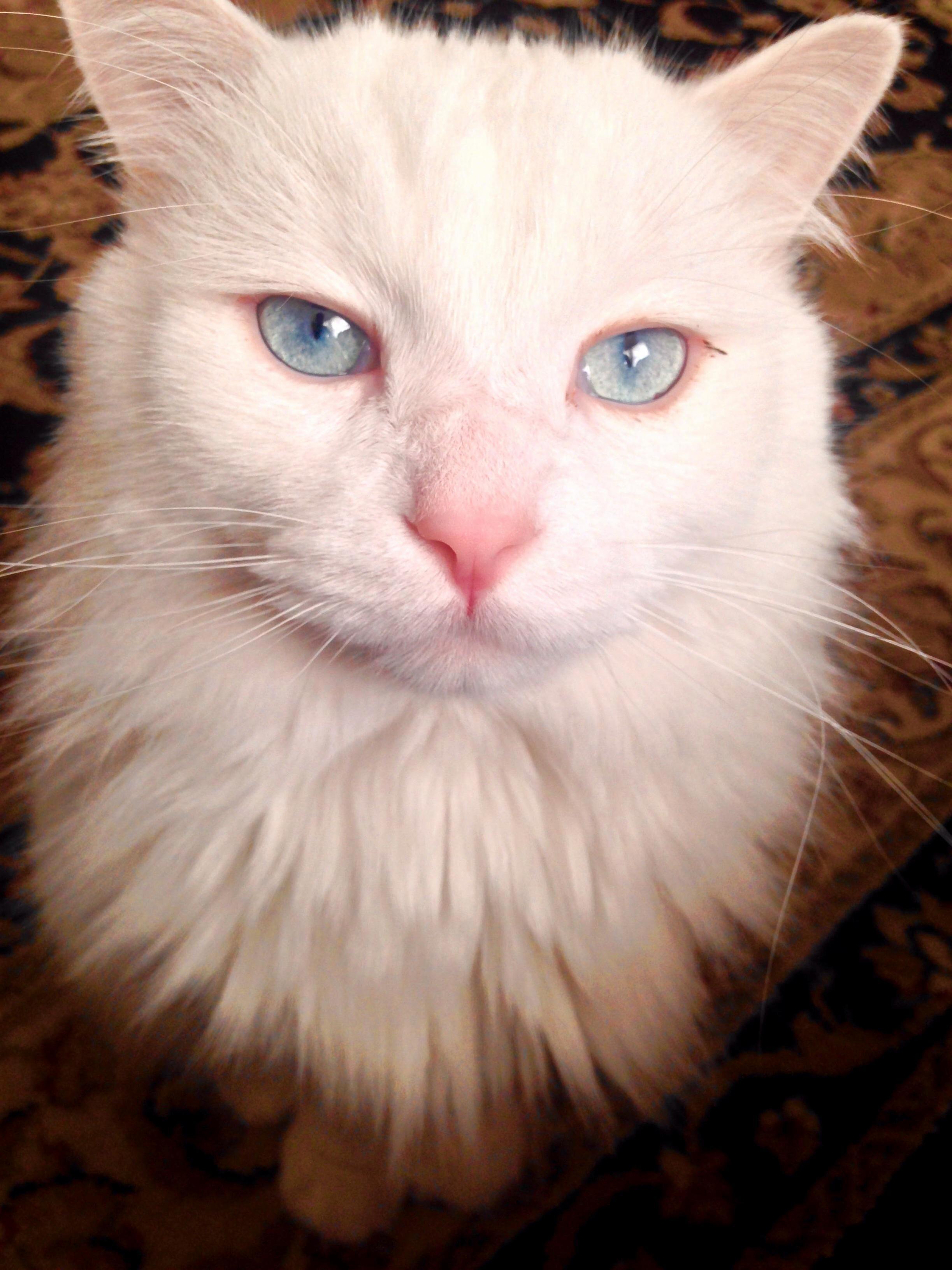 He Wanted One Attention Please All Afternoon