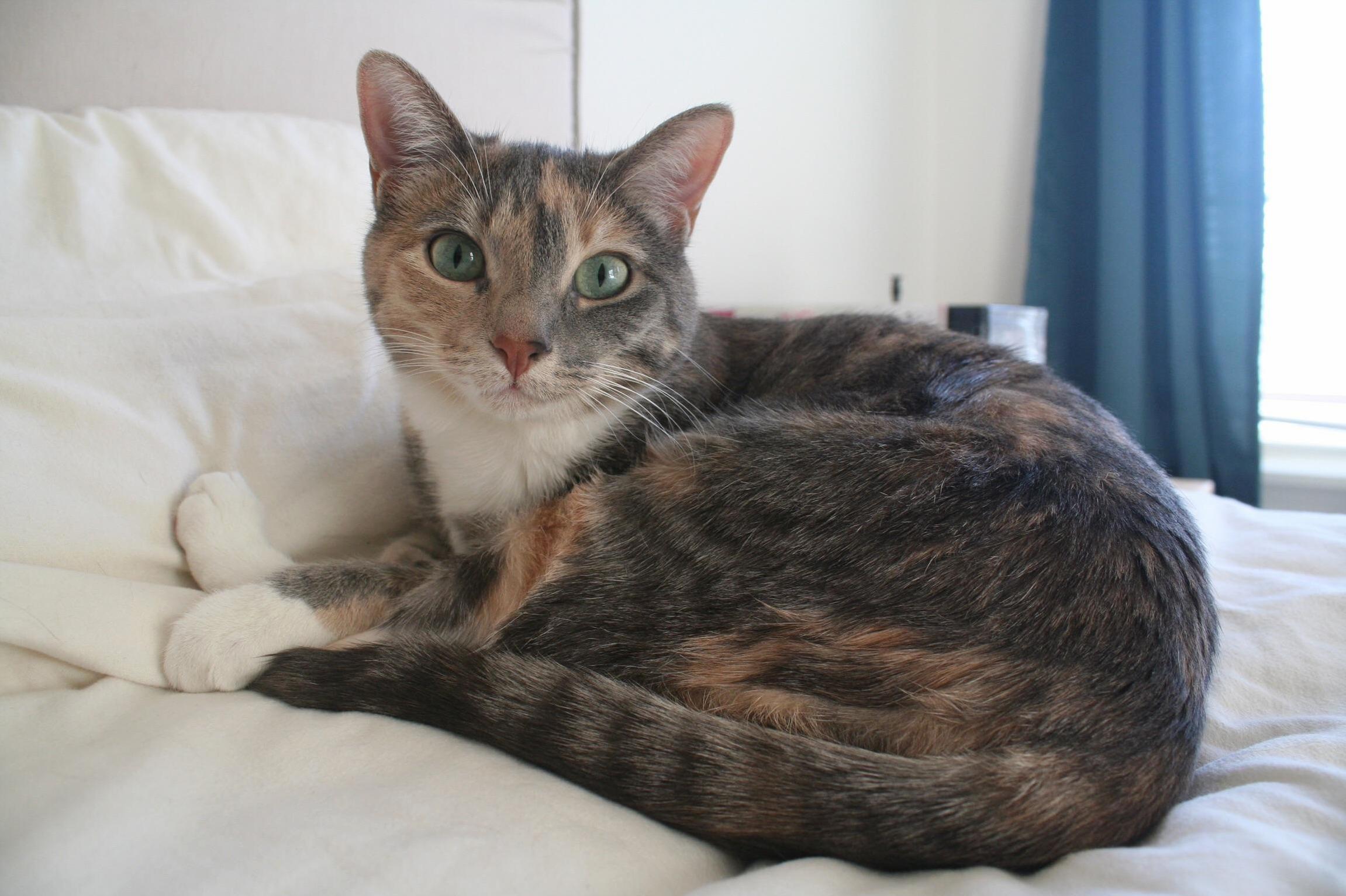Her Eyes Get Me Every Time. and That Pink Nose. This Is Vanna and She Is Dainty.