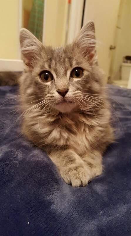 Heres the Look She Gave Me After I Moved Her (for the Seventh Time) Off Her Favorite Seat - My Laptop