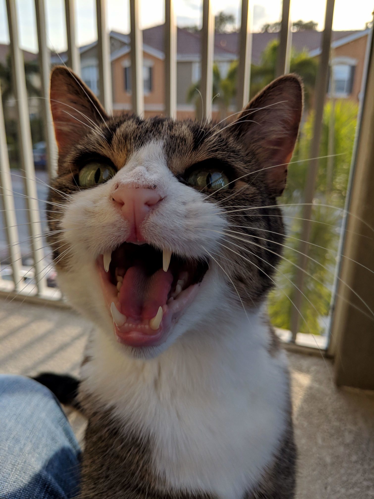 Hey! Pet Me!