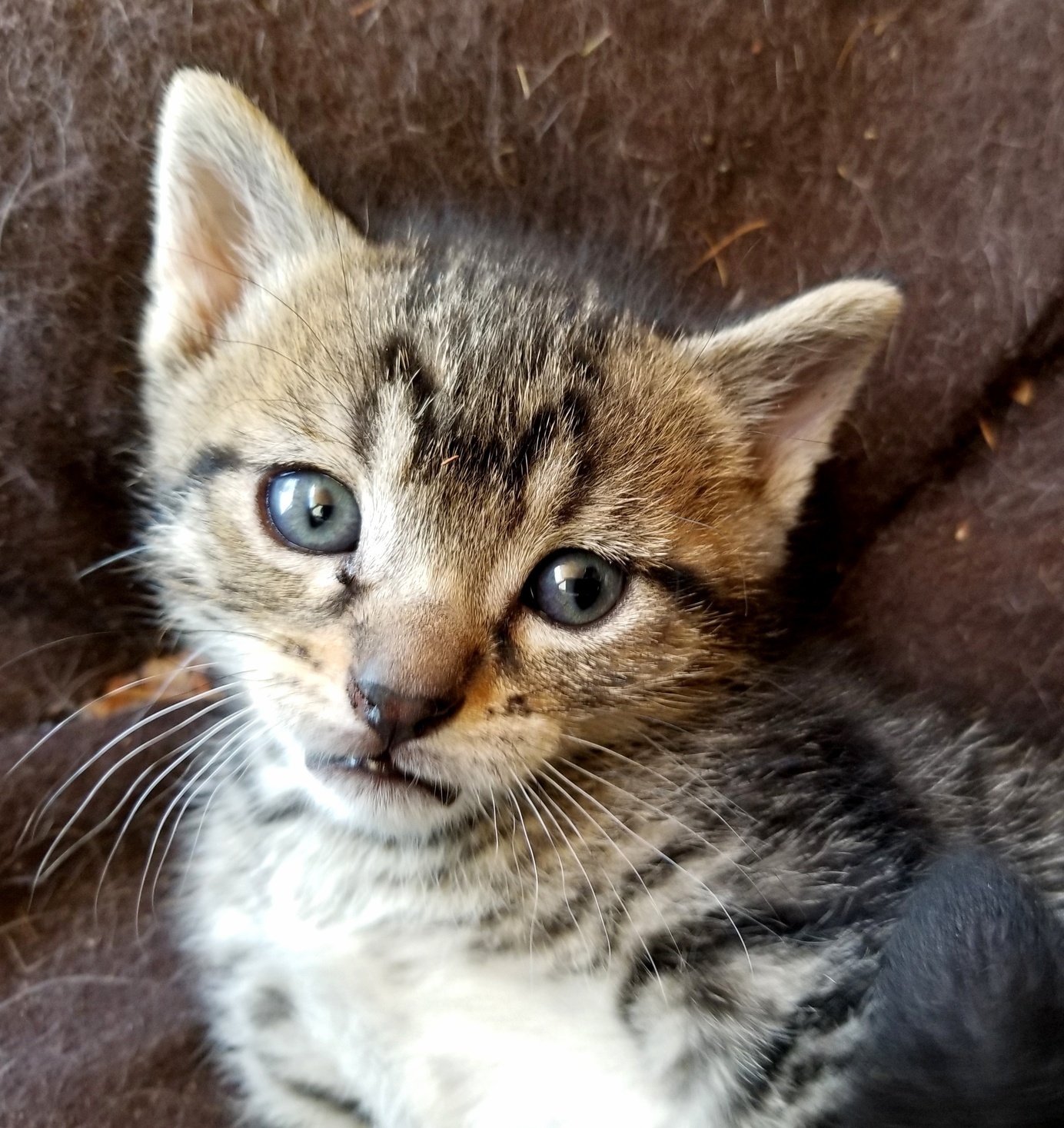 His Mother Abandoned Him on My Porch So I Guess I Have a New Cat Now. Love Him.