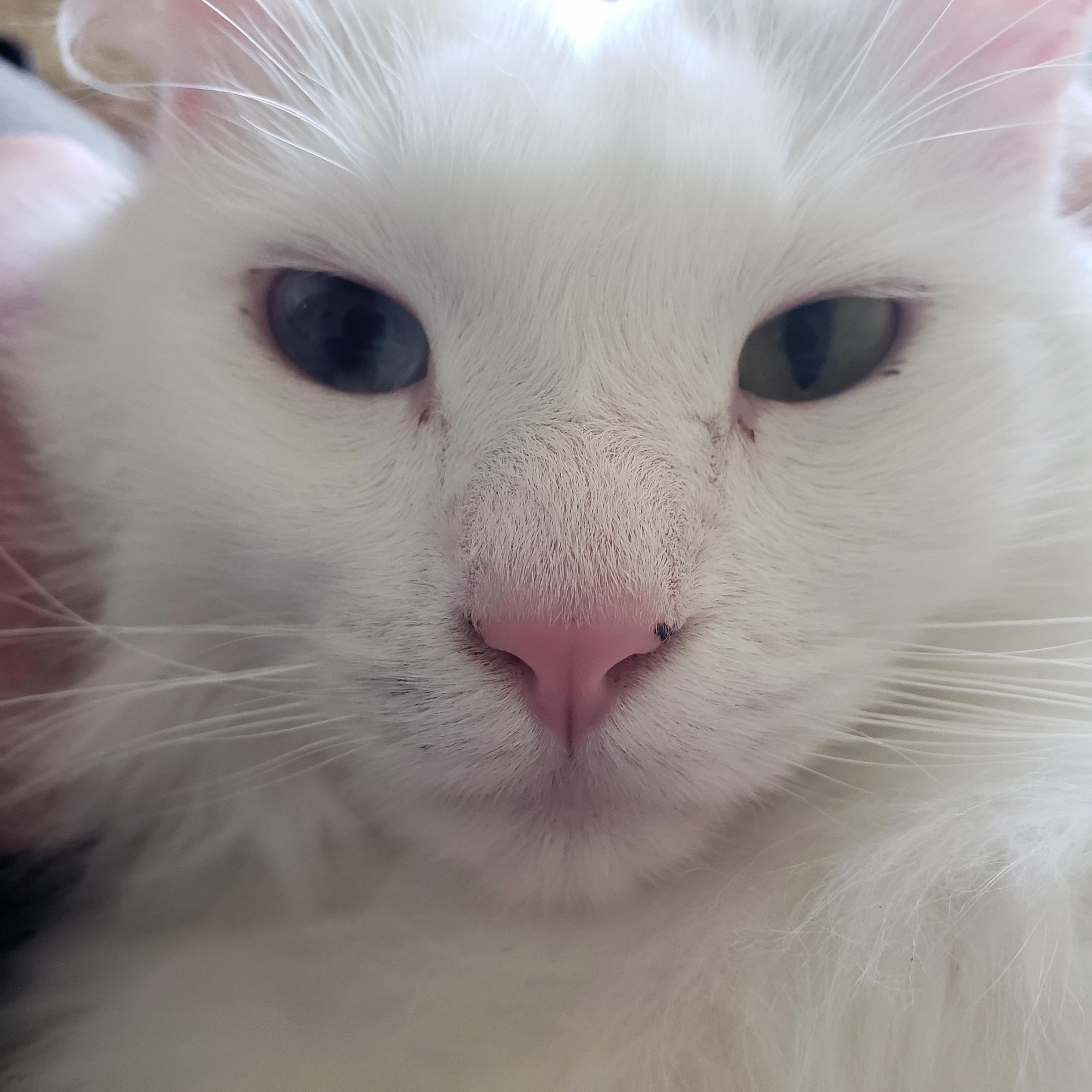 His Name Is Thunder Clap and He Is Needy.