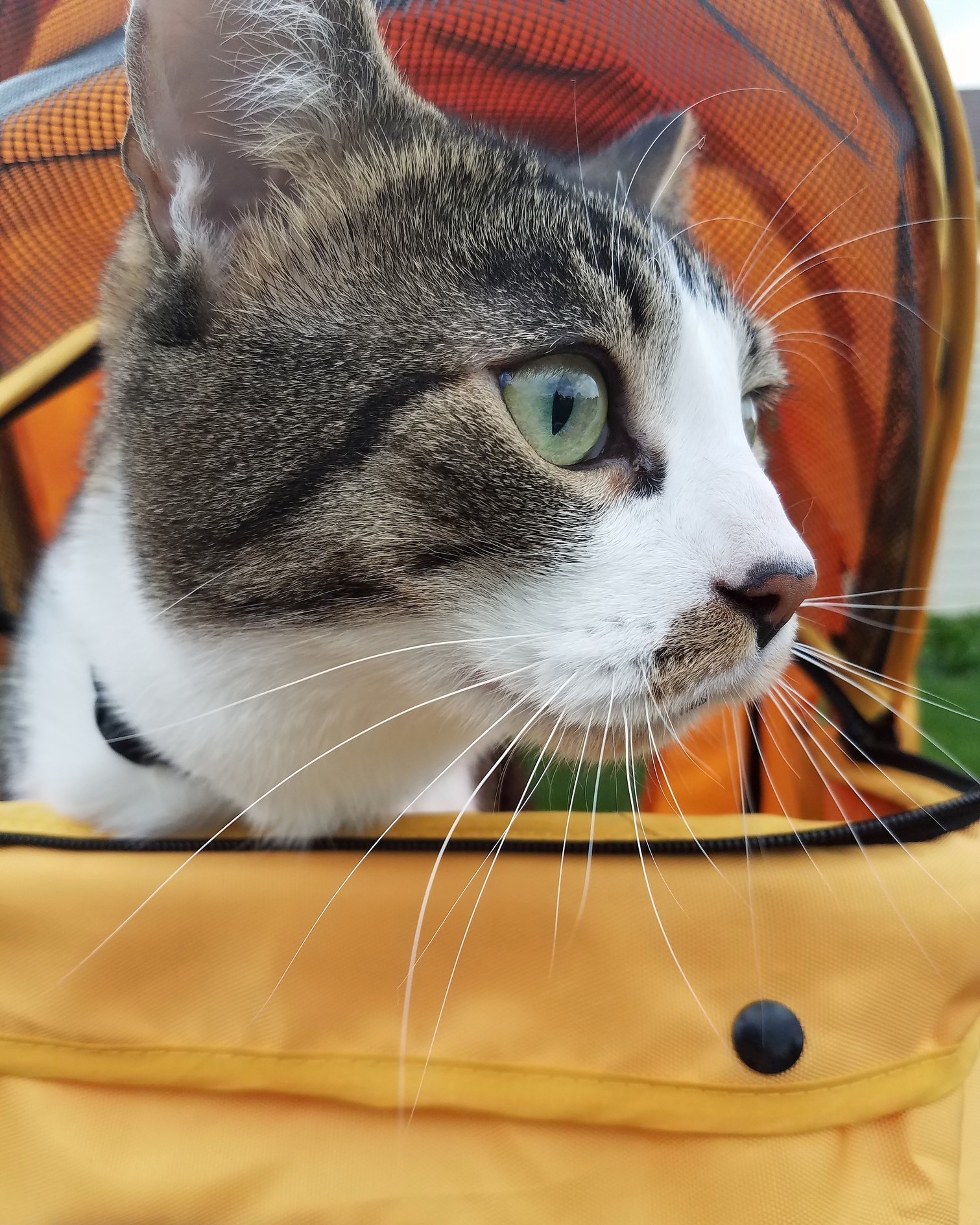 Hoagie the Stroller Boy