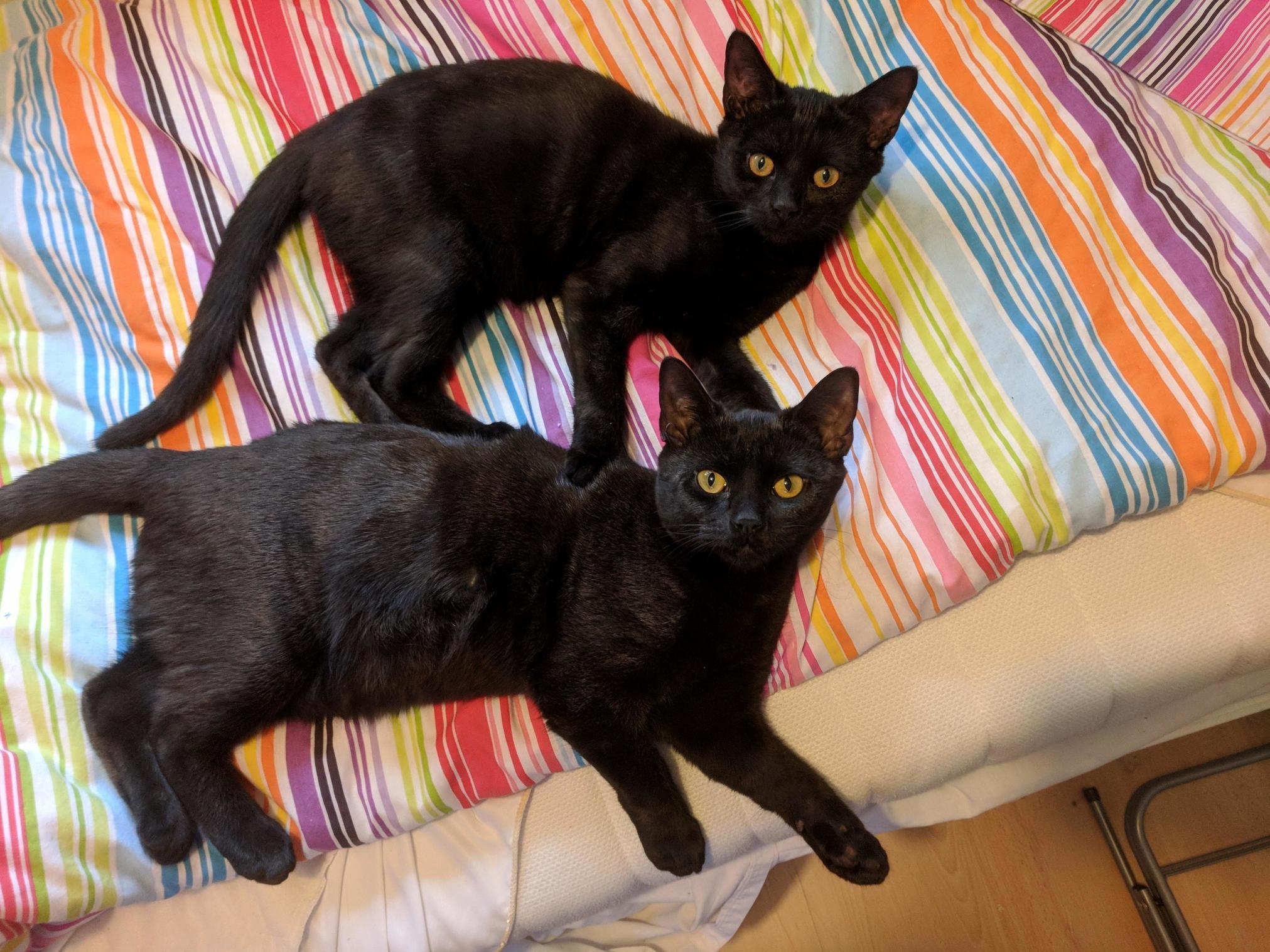 House Panthers Just Panthering!