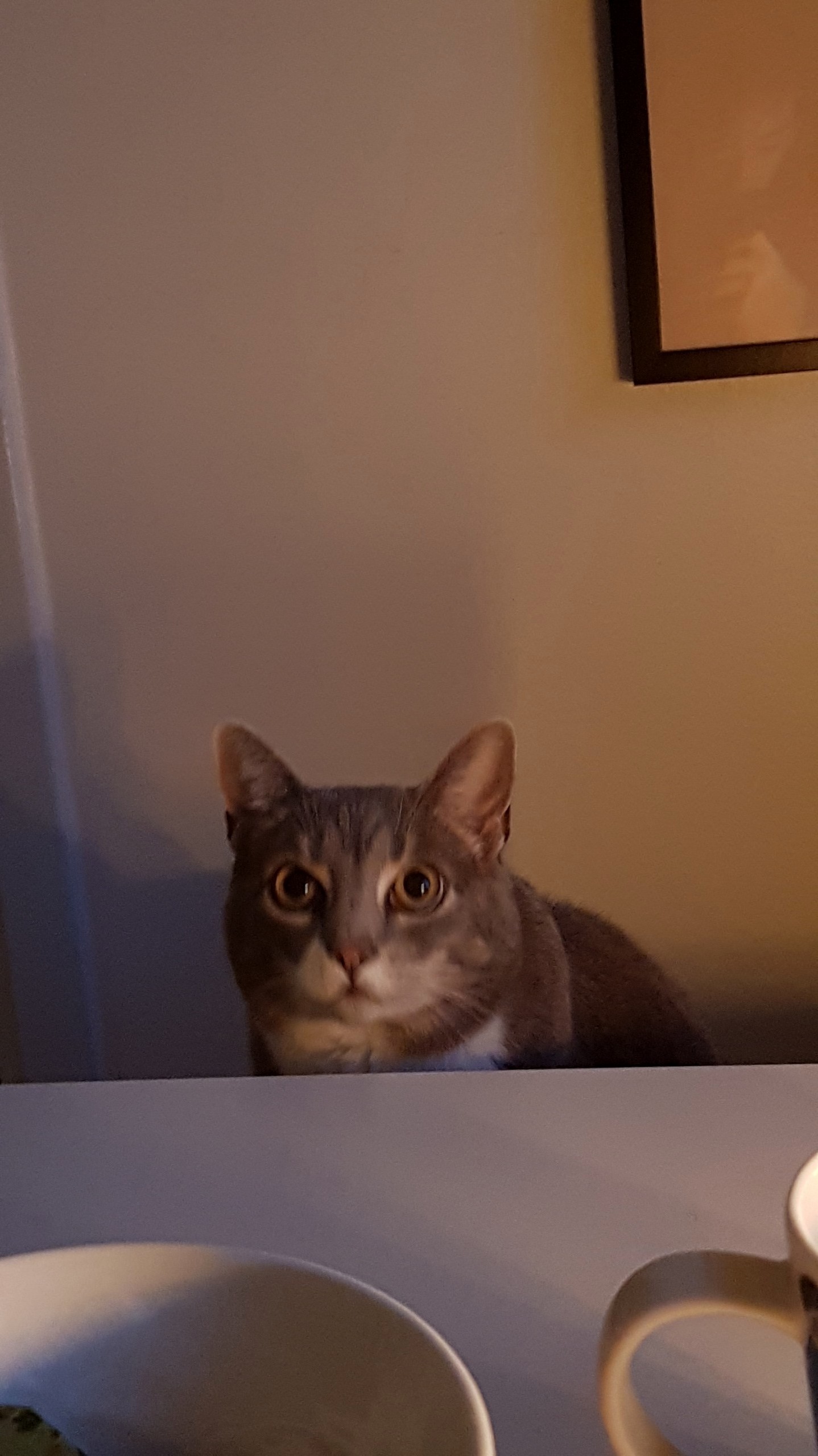 How Do You Do, Fellow Humans
