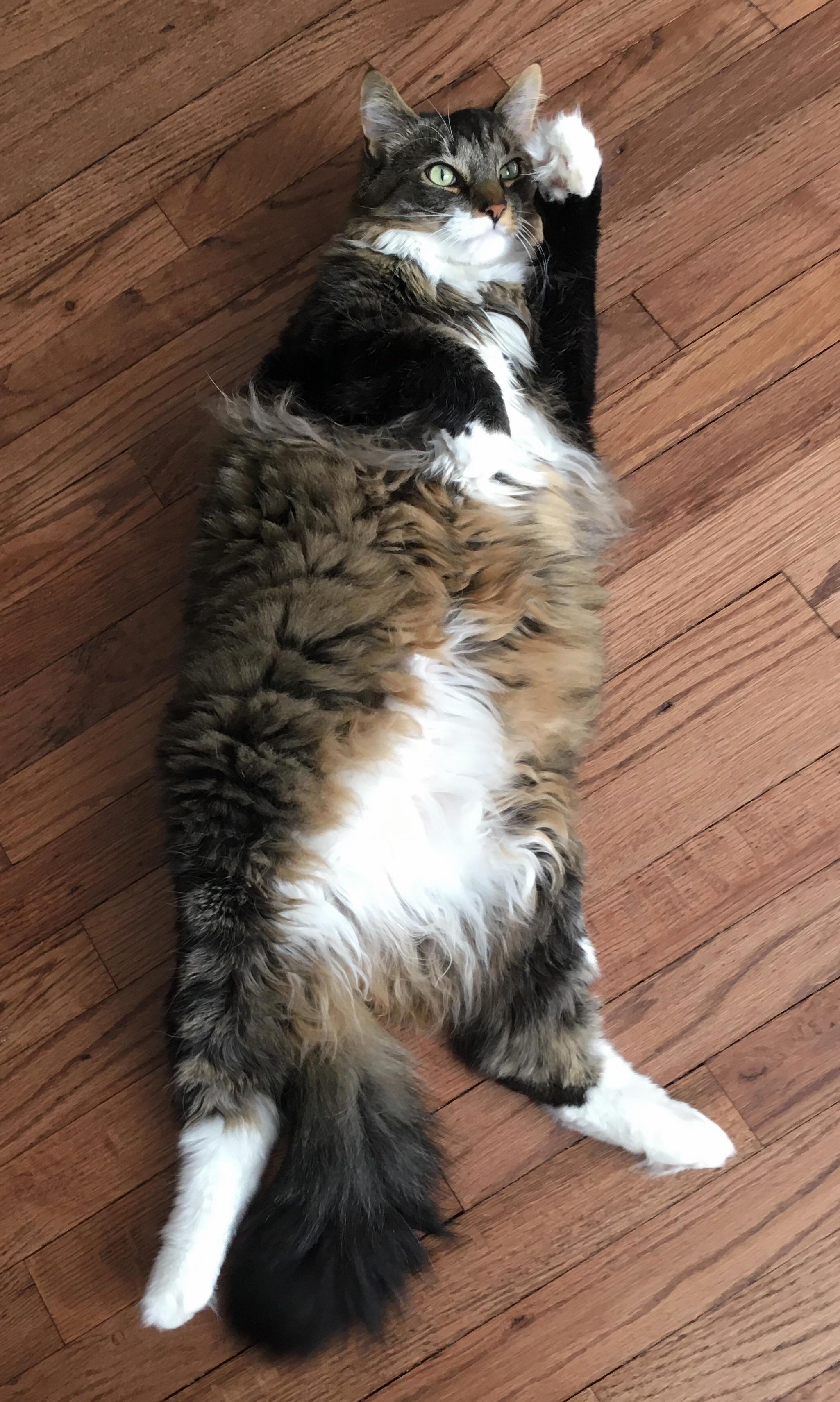 I Like to Call Him Mr. Magnificent