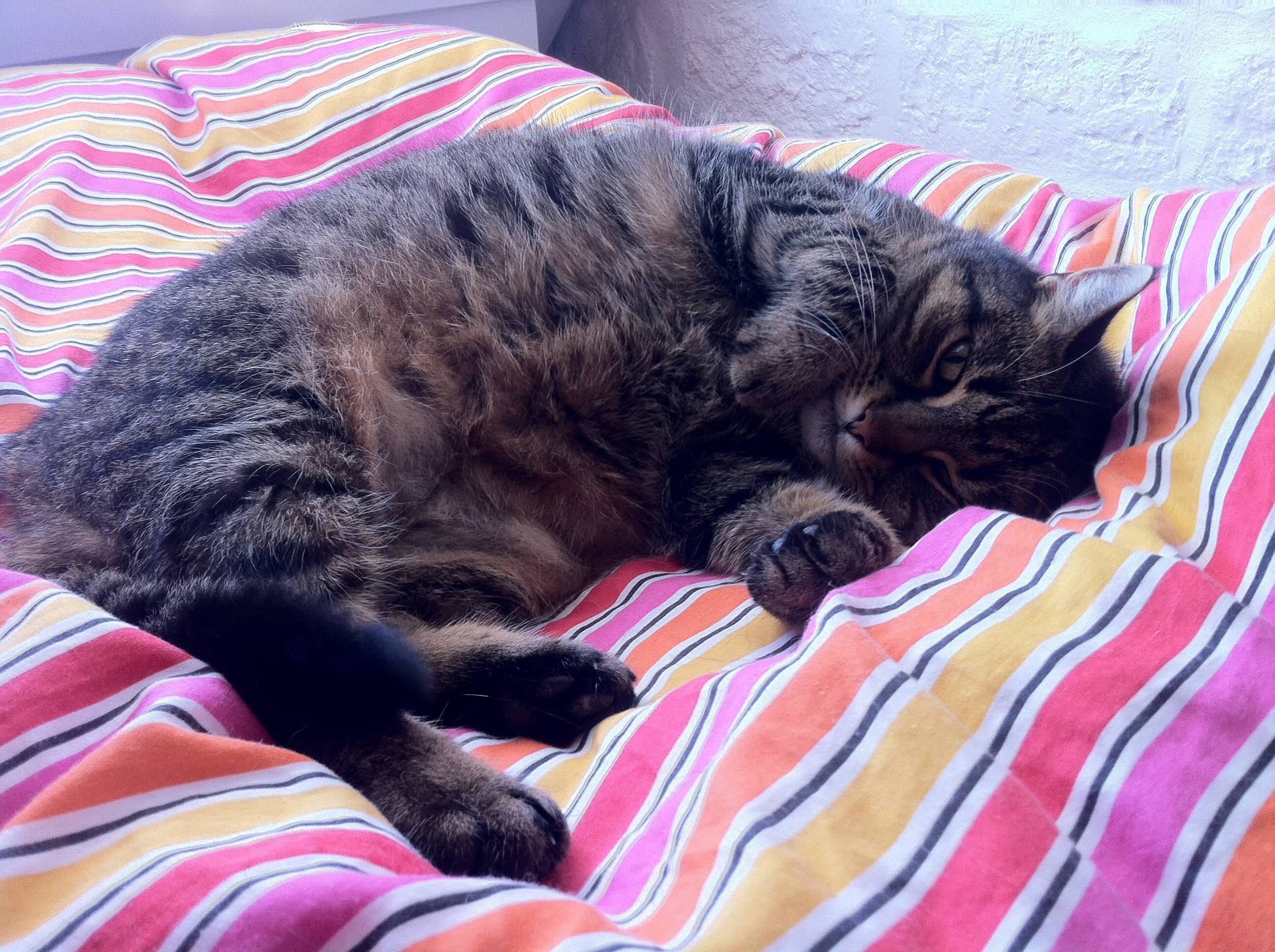 I Lost My Best Friend of 17 Years Today. This Is the Best Picture I Took of Her.