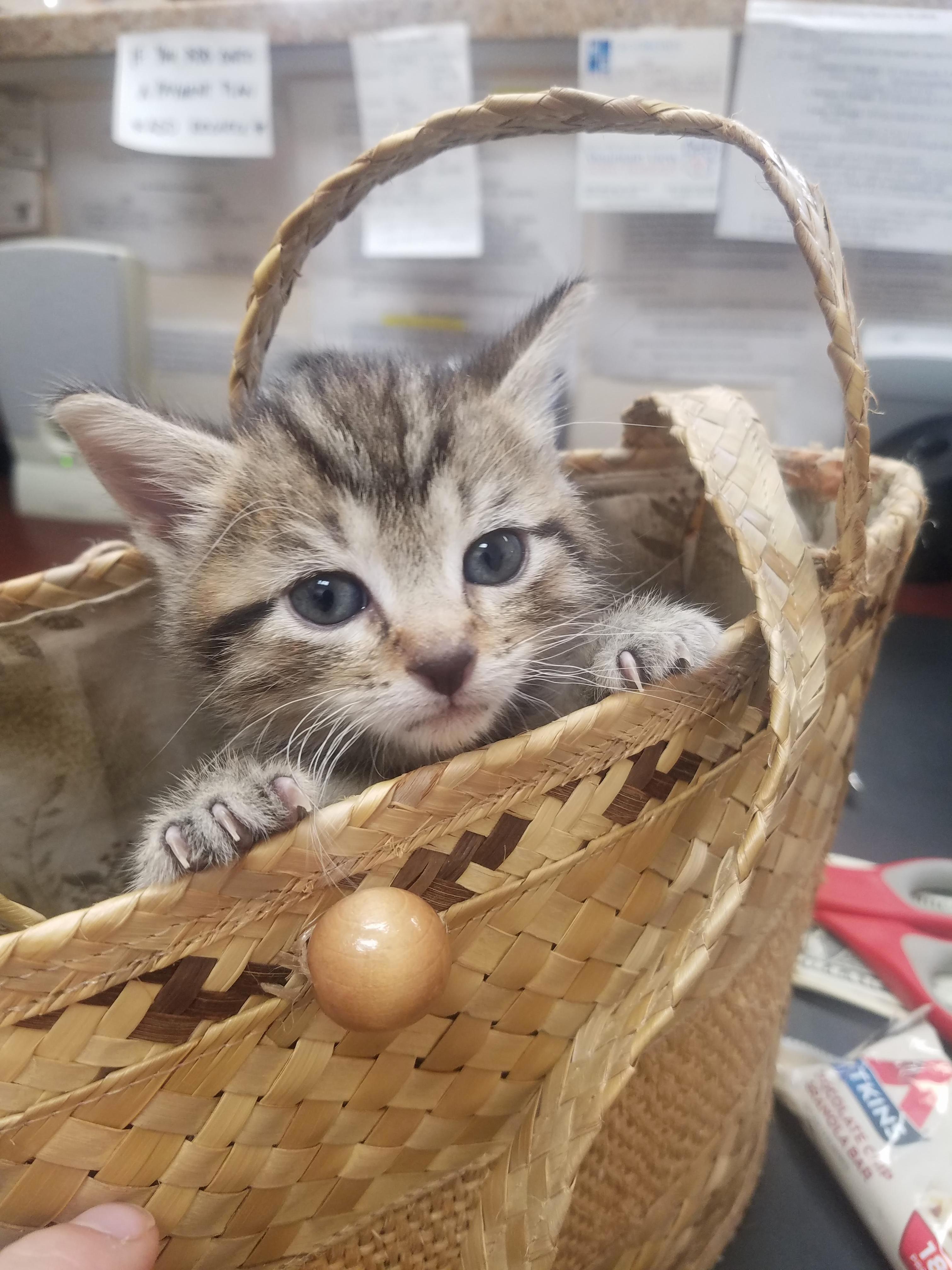 I Love My Job. This Lil Girl Is So Tiny She Fits in a Purse!
