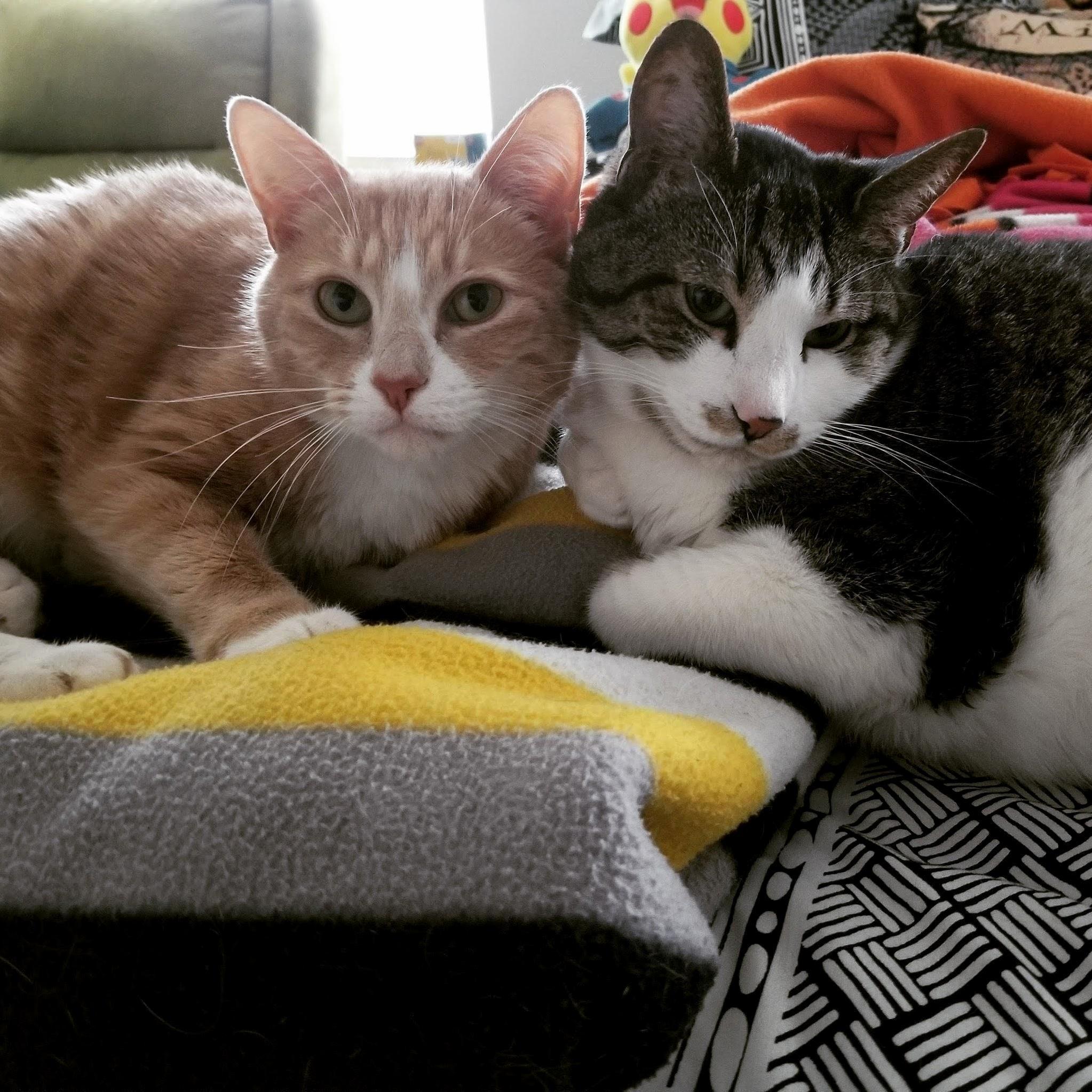 I Love These Guys Jack (Right) and Sparrow (Left). Now If Only I Cam Convince My Wife to Let Us Get a Third Named Captain!