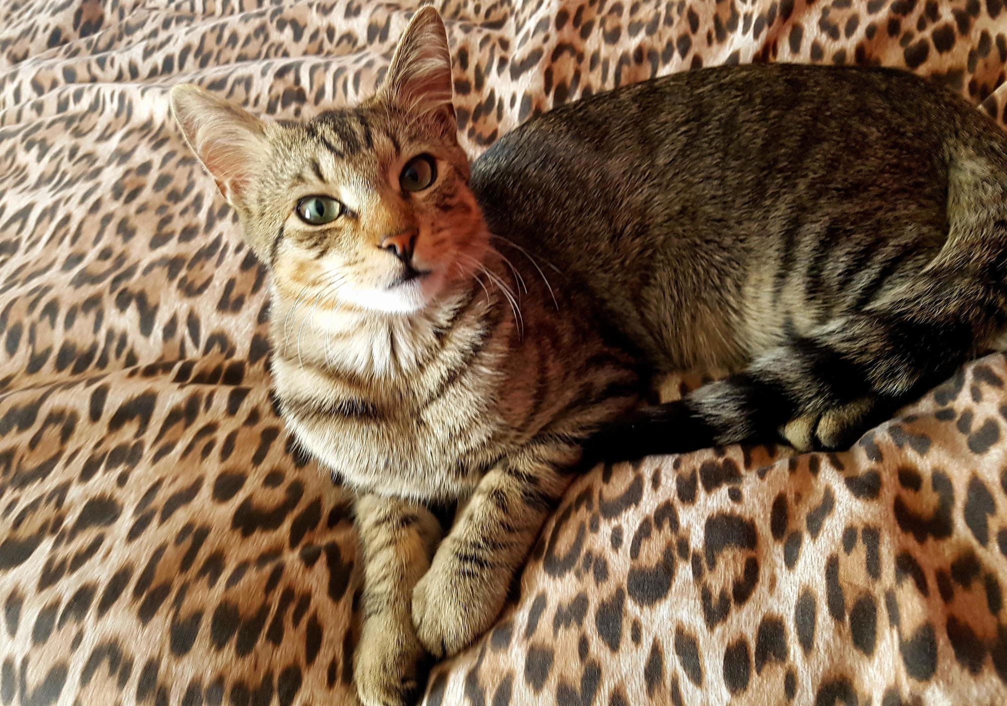 I Love This Picture of Simba