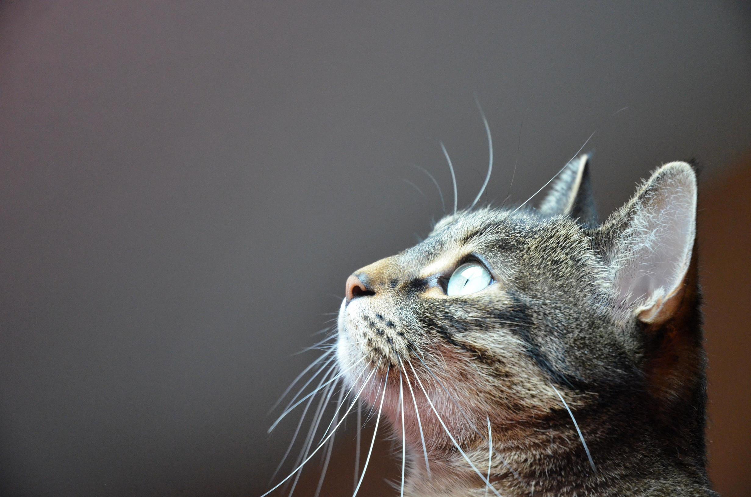 I Present You Mimi, Who Disappeared on His Birthday, May 1. Always Looking for Her.