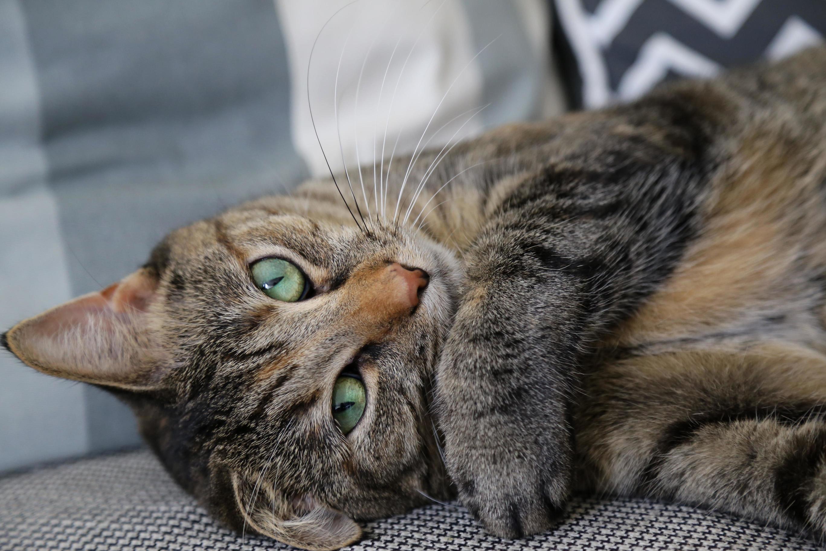 I Recently Had to Say Bye to a Good Friend. Please Give All of Your Pets Love and Never Take Them for Granted!