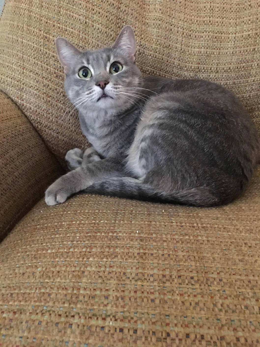 I Woke Mia Up from Her Nap by Accident and She Looked at Me Like This.