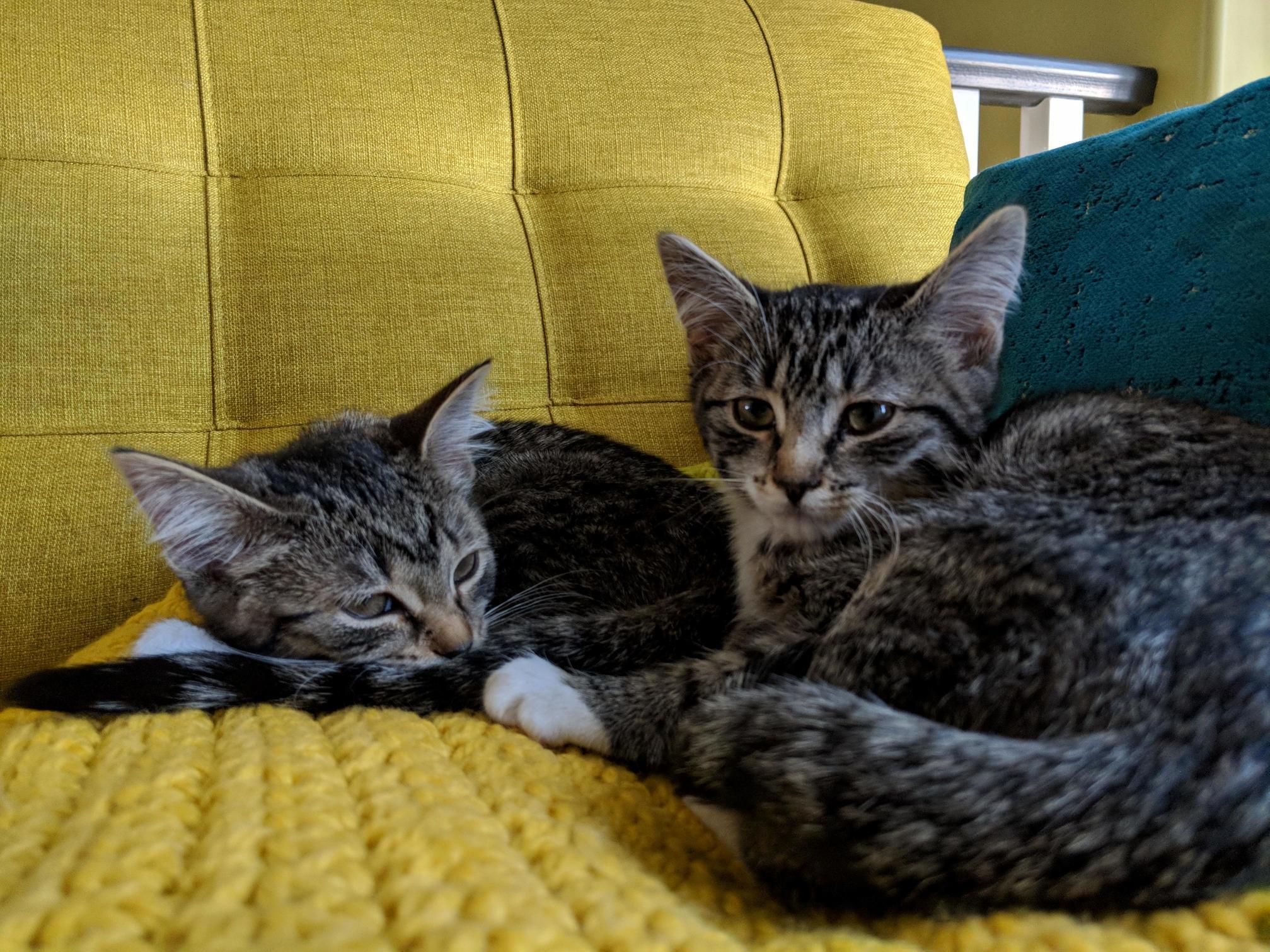 Its Been One Weekntoday Since We Adopted Olive and Poppy. We Couldnt Be Happier to Have Such Precious Kittens Join Our Family