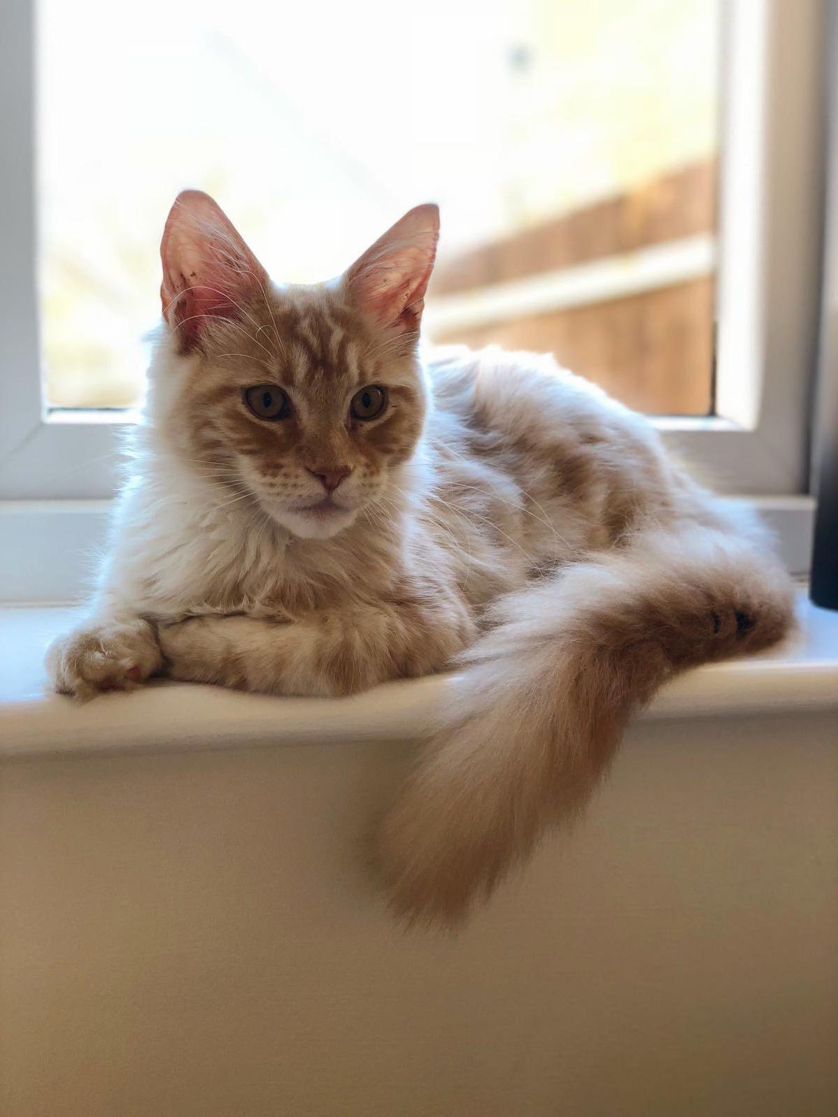 Its Been a Hard 5 Months Without a Cat, but Finally Dutch Has Arrived.