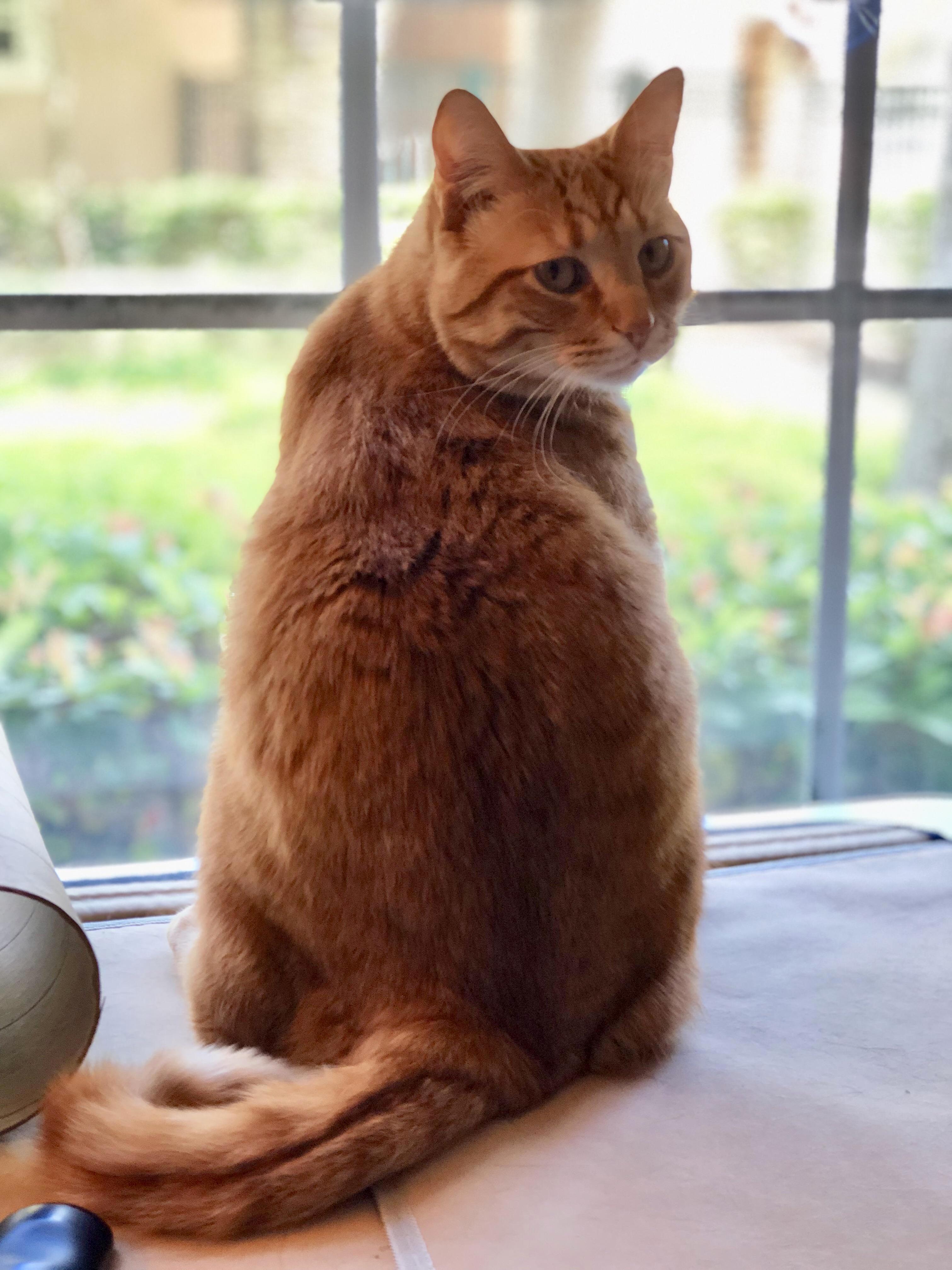 Im a Meowdel, on the Catwalk