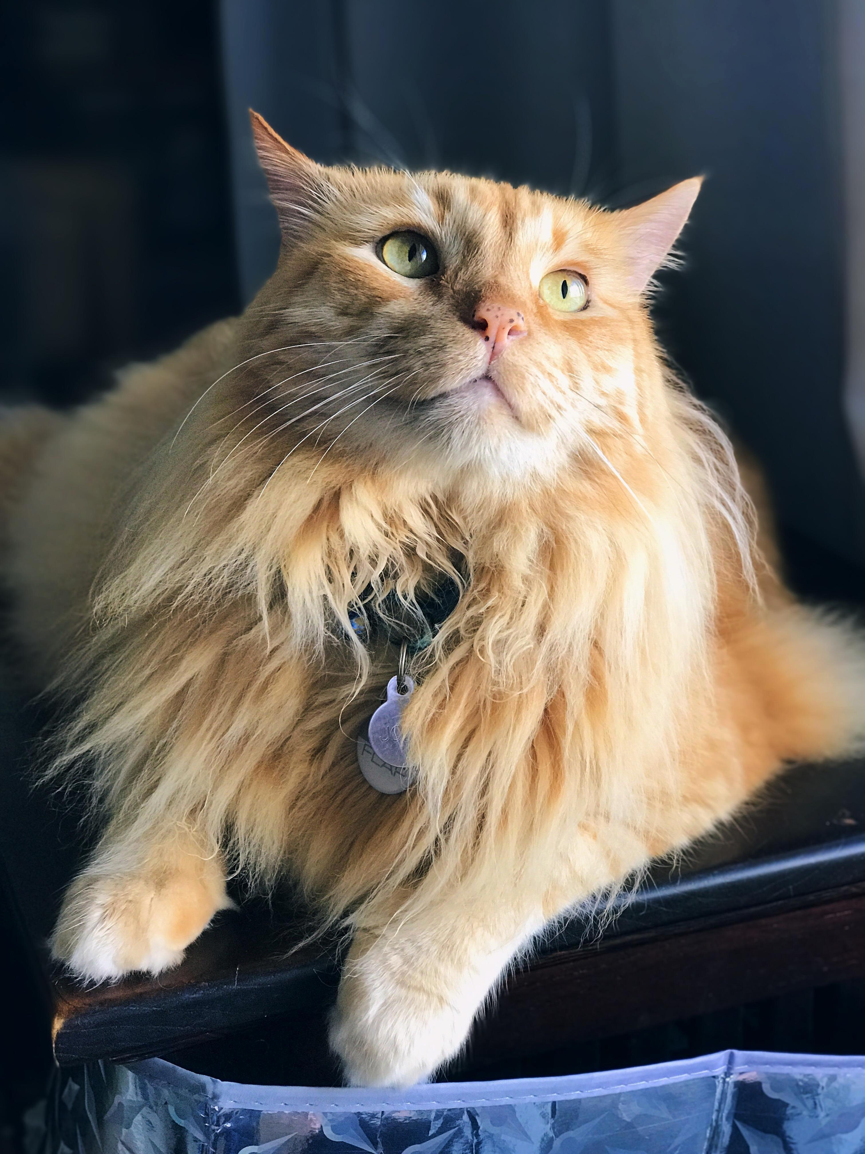Joey, My Majestic Lion! 10 Years Old and Counting, Still As Fluffy As Ever