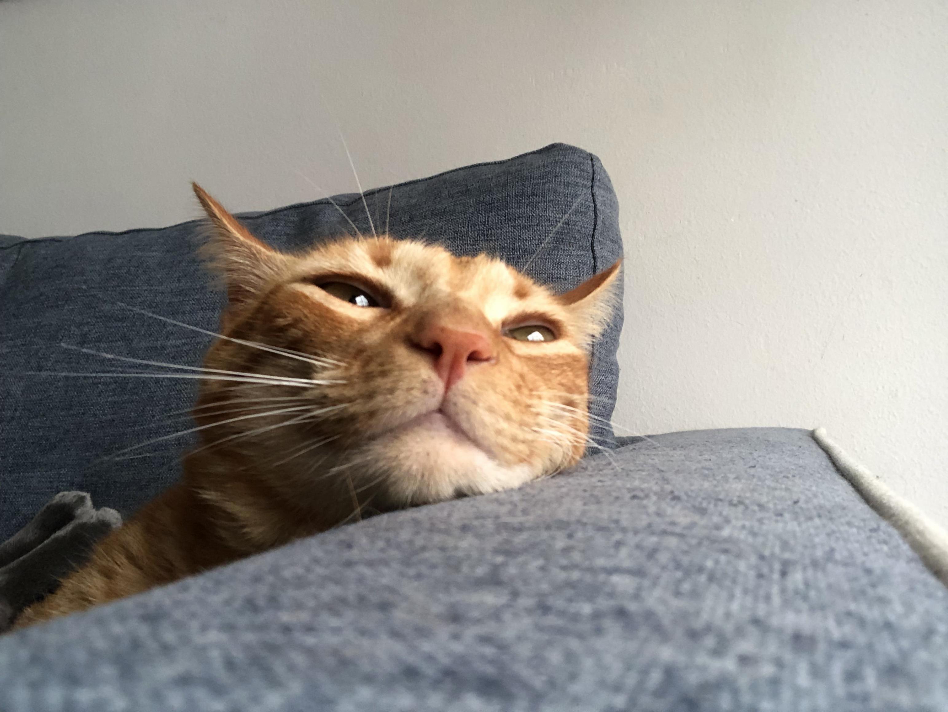 Just My Sleepy Dude Looking Good.