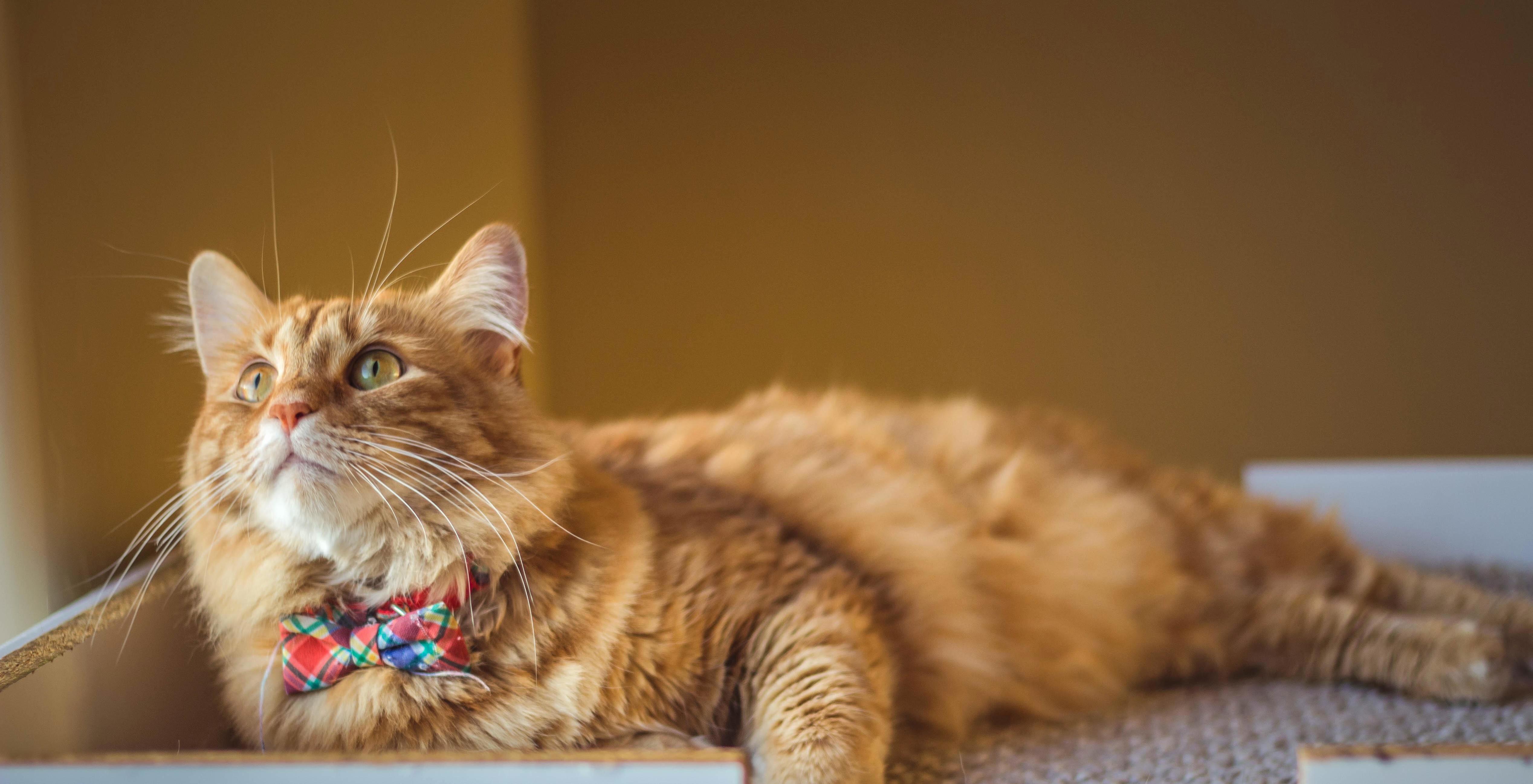 Kevin Finally Let Us Put a Collar on Him and Now He Just Keeps Showing It Off!