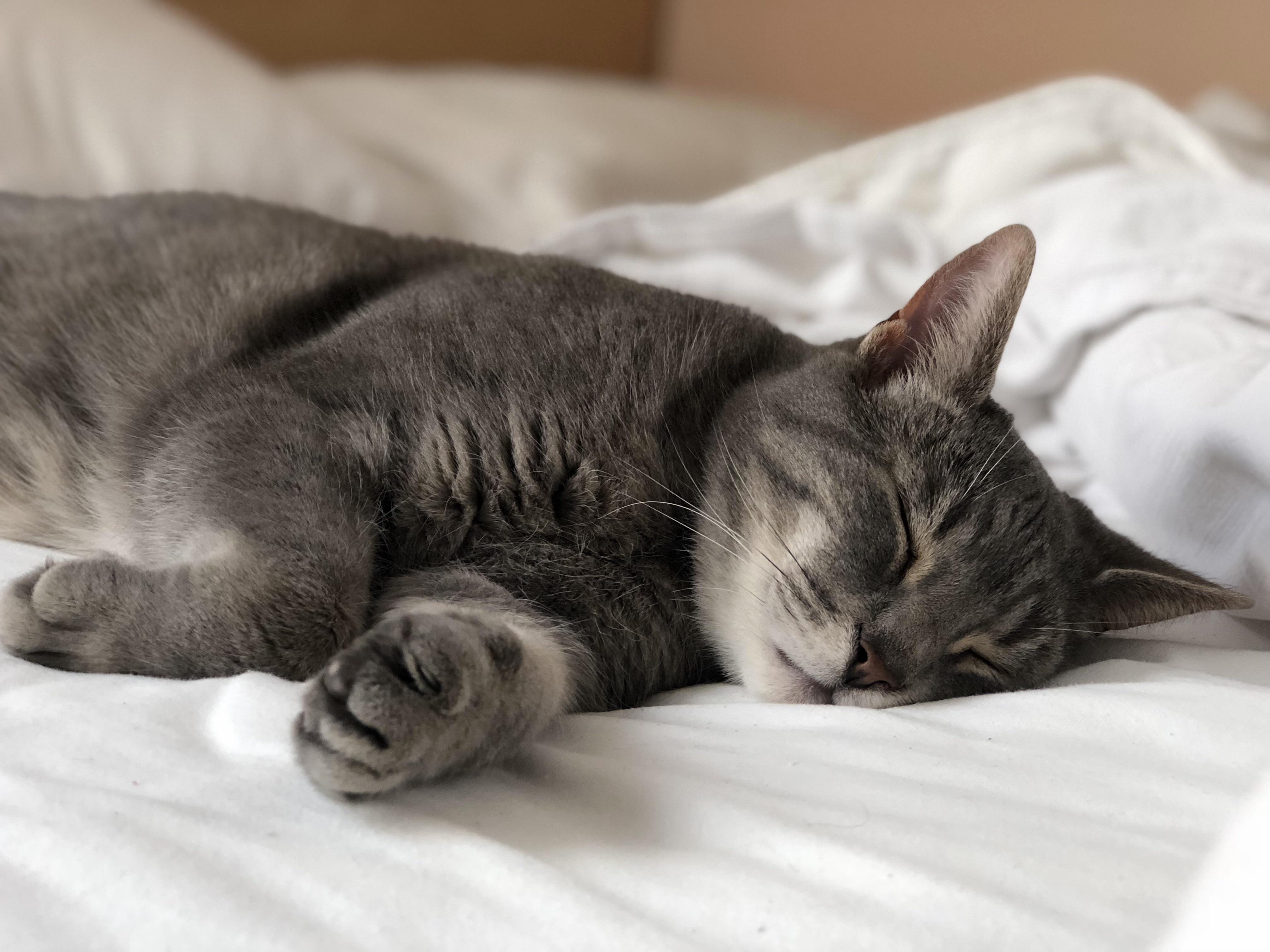 Killer at Peace