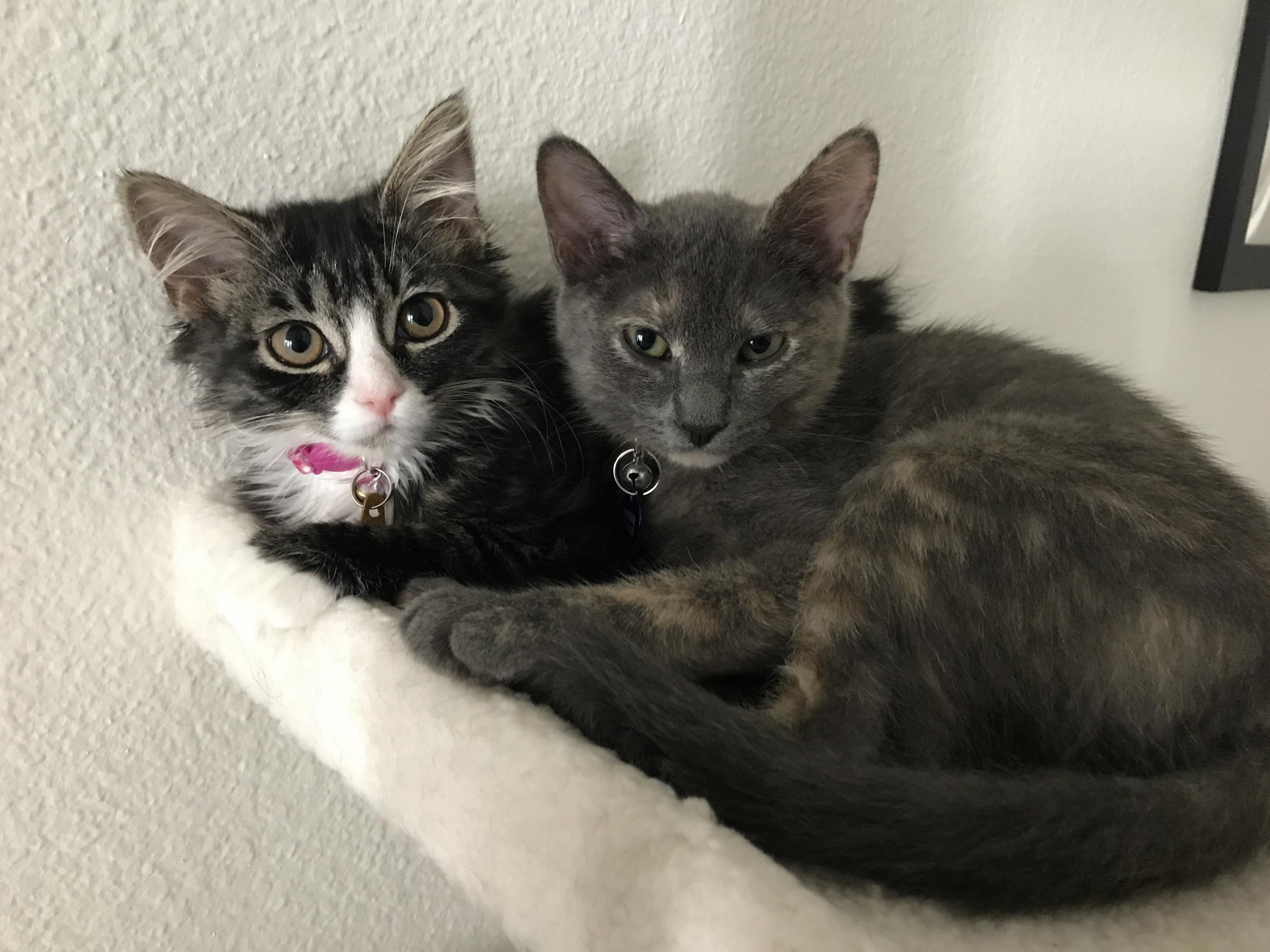 Kittens Tiny Monsters, Best Acquired in Pairs.