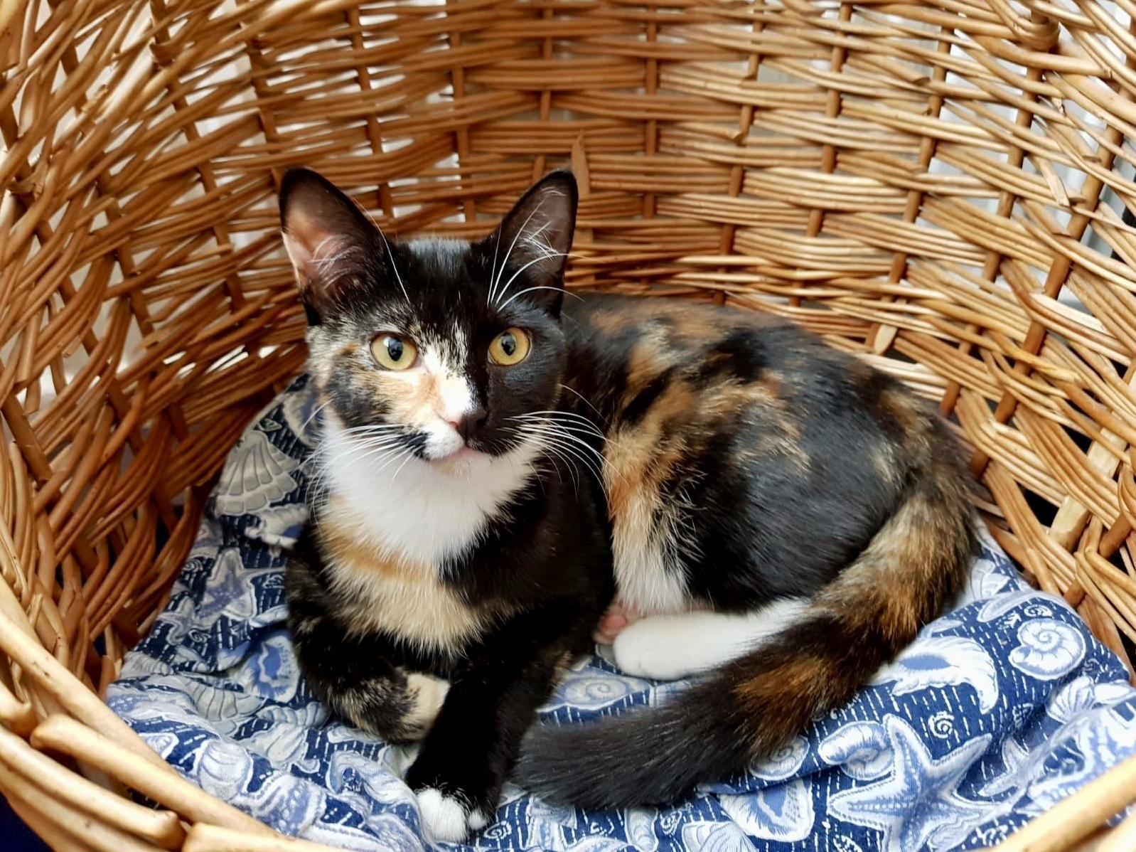 Kitty in a Basket Luna